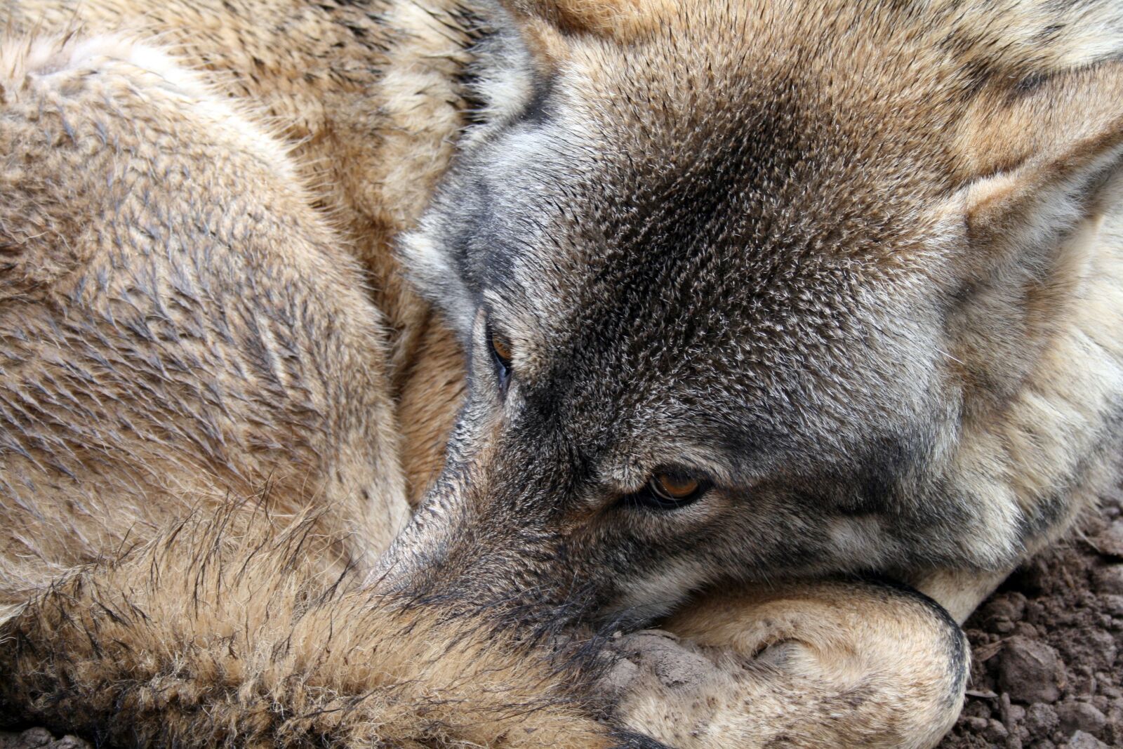 Canon EOS 400D (EOS Digital Rebel XTi / EOS Kiss Digital X) sample photo. Wolf, eye, fur photography