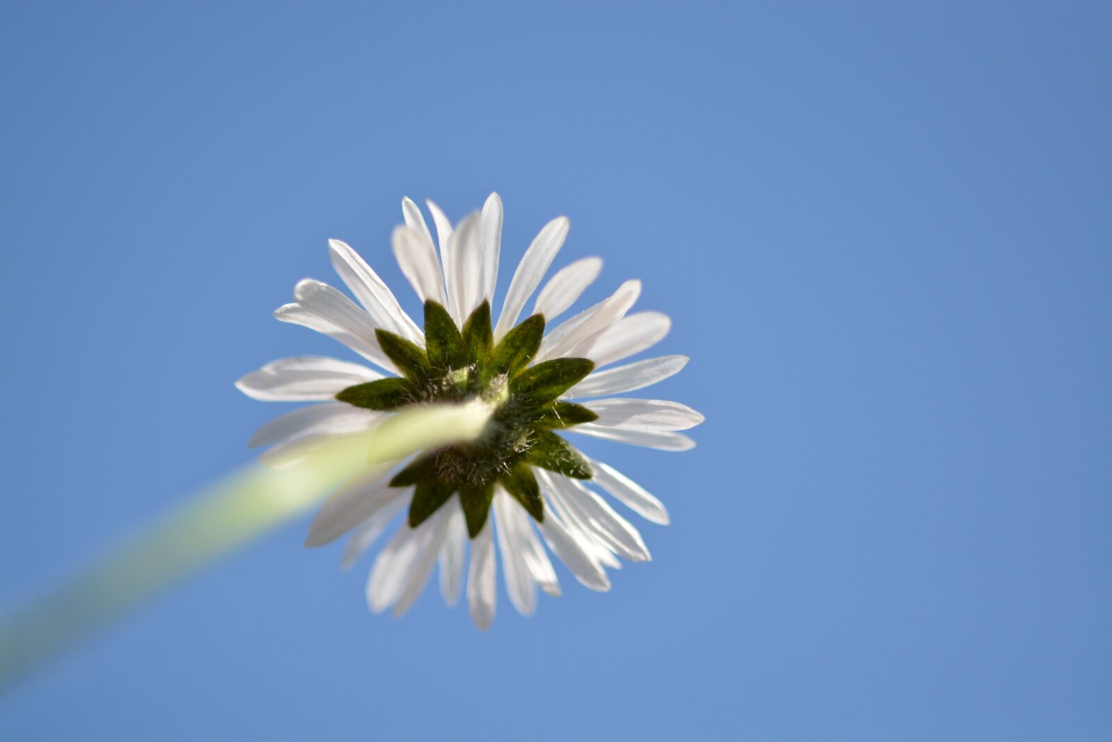 Nikon D5200 sample photo. Geese flower, close up photography