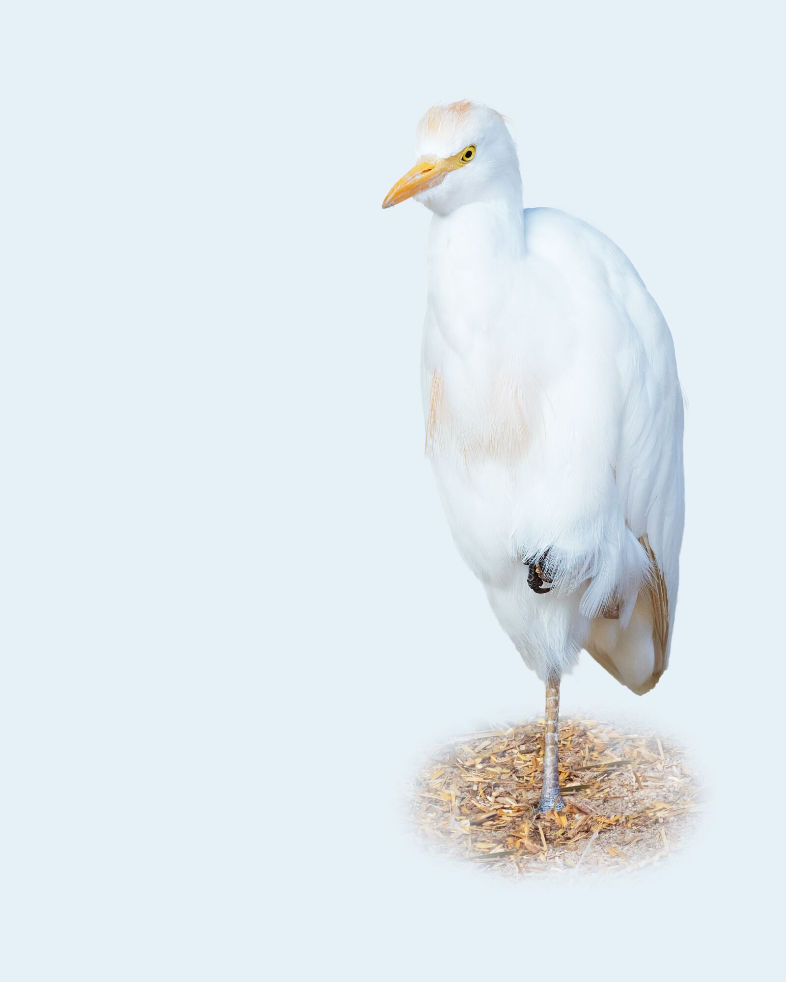 OLYMPUS M.300mm F4.0 sample photo. Cattle egret, bird, avian photography