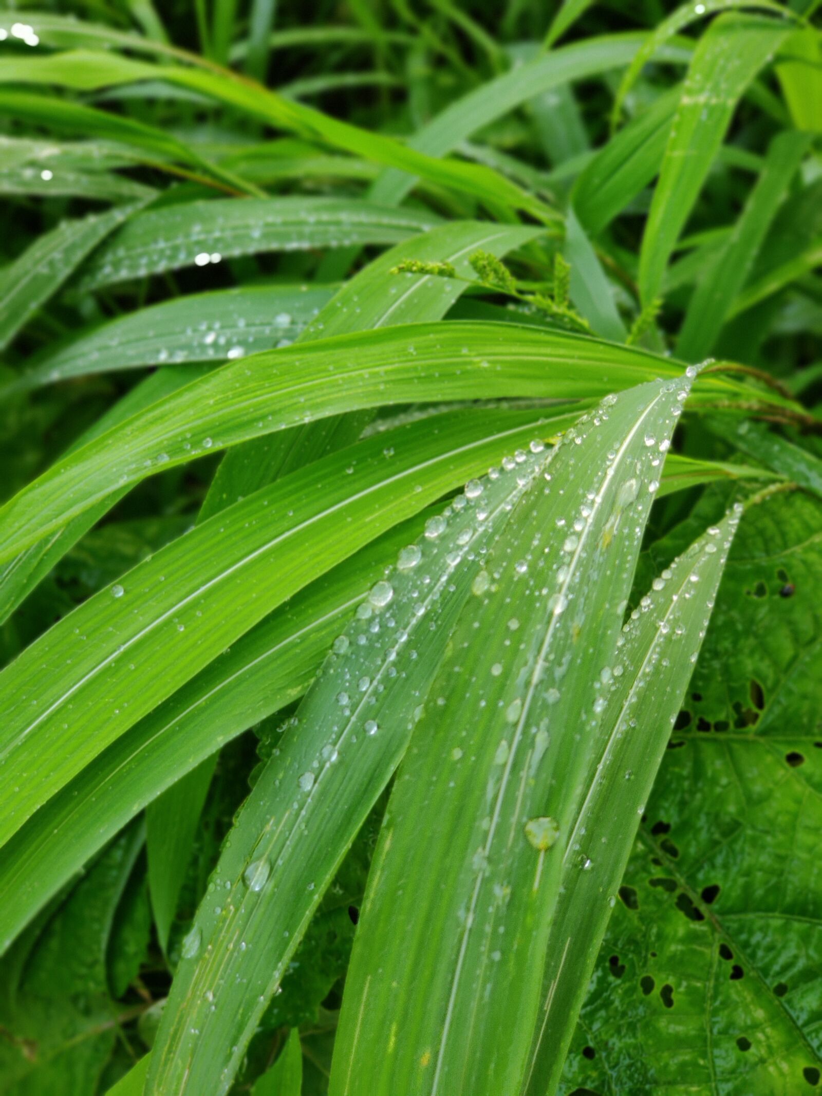 OnePlus HD1901 sample photo. Green, grass, tropical photography