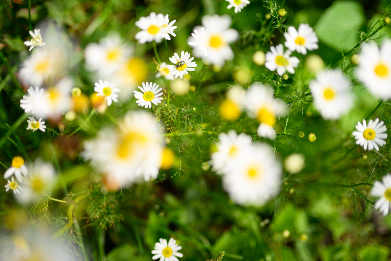 Nikon Nikkor Z 35mm F1.4 sample photo. Flower bokeh photography