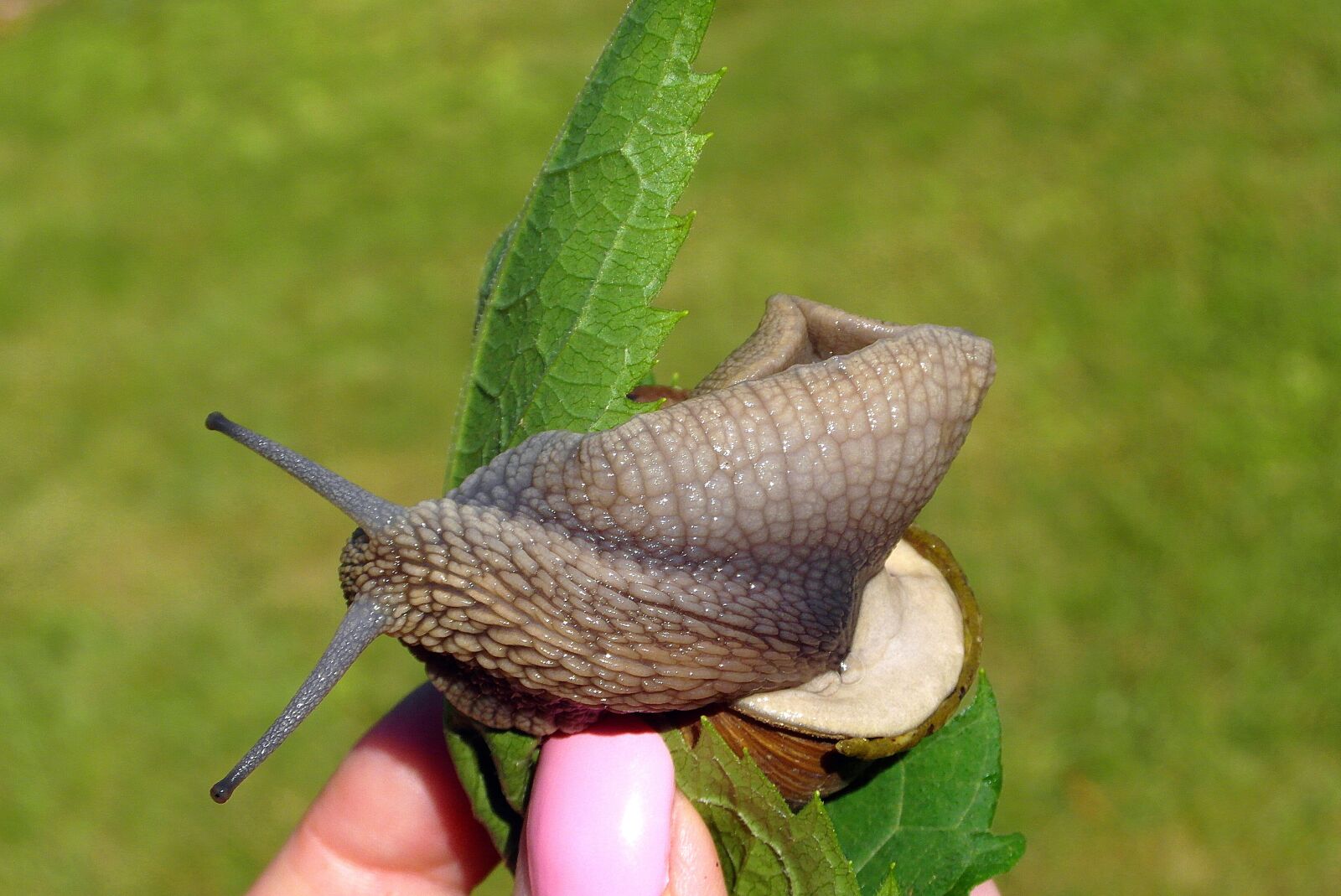 Samsung WB750 sample photo. Snail, winniczek, molluscum photography