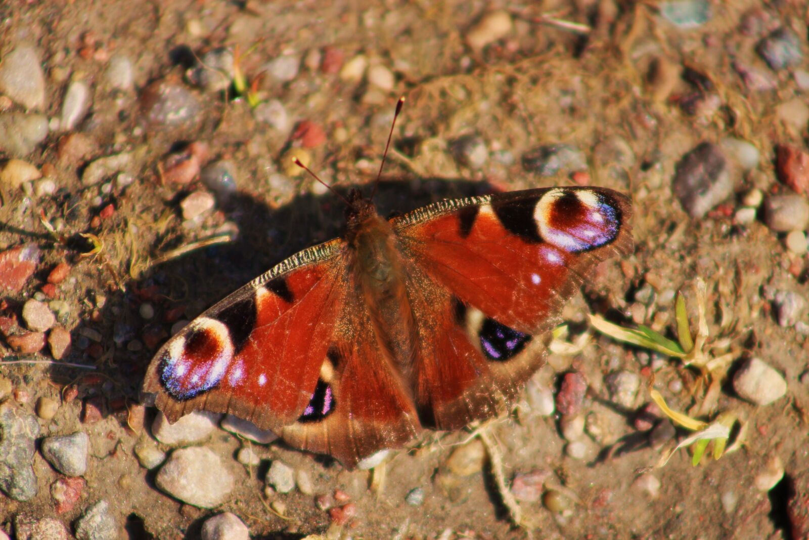 Canon EF75-300mm f/4-5.6 sample photo. Animals, nature, insect photography