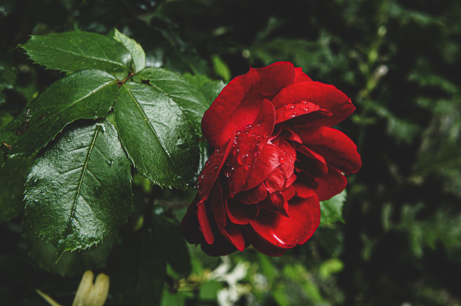 Sony Alpha NEX-3 + Sony E 18-55mm F3.5-5.6 OSS sample photo. Pink, red, rain photography