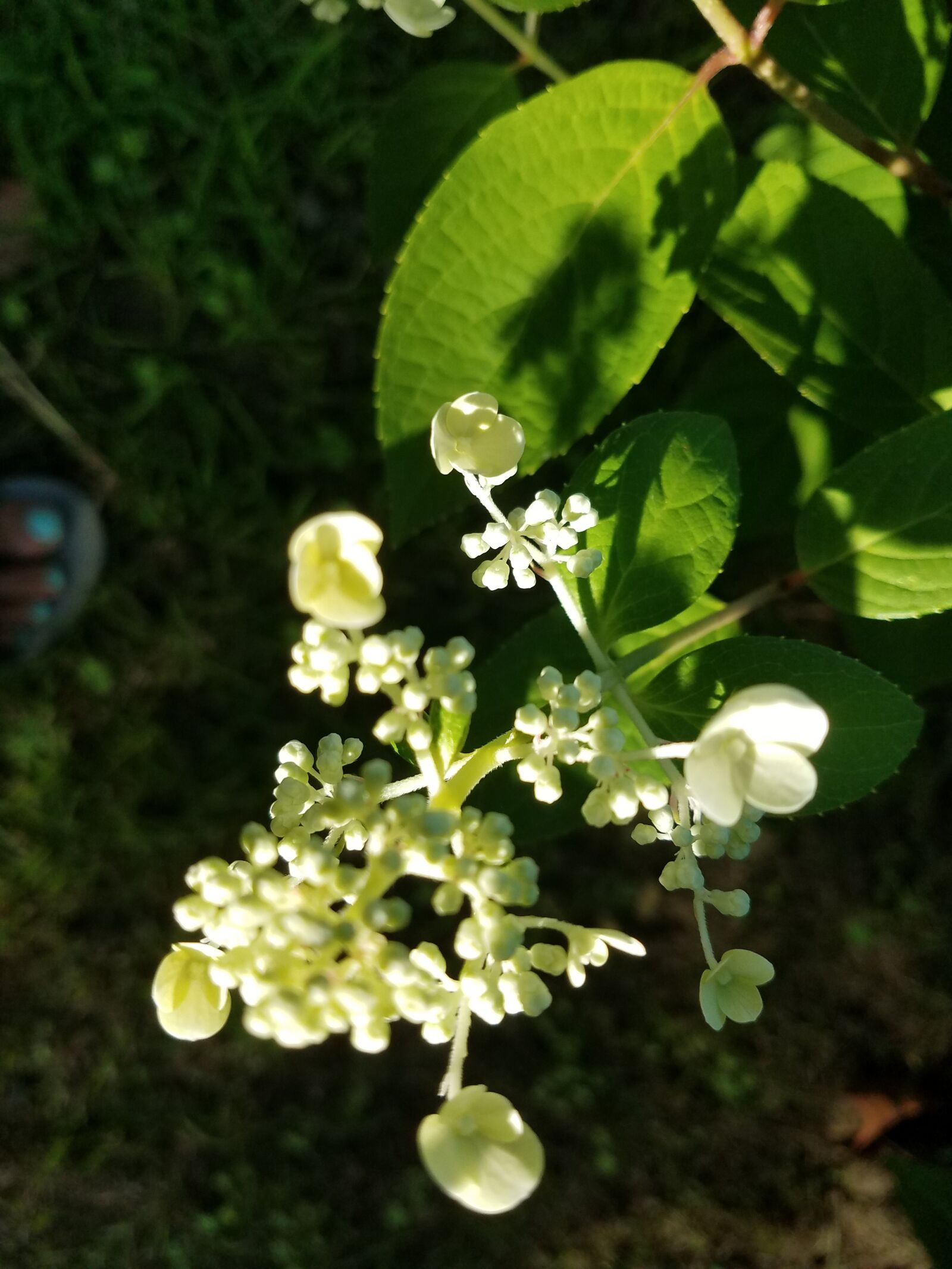 Samsung Galaxy S7 sample photo. Fleurs, flowers, garden photography