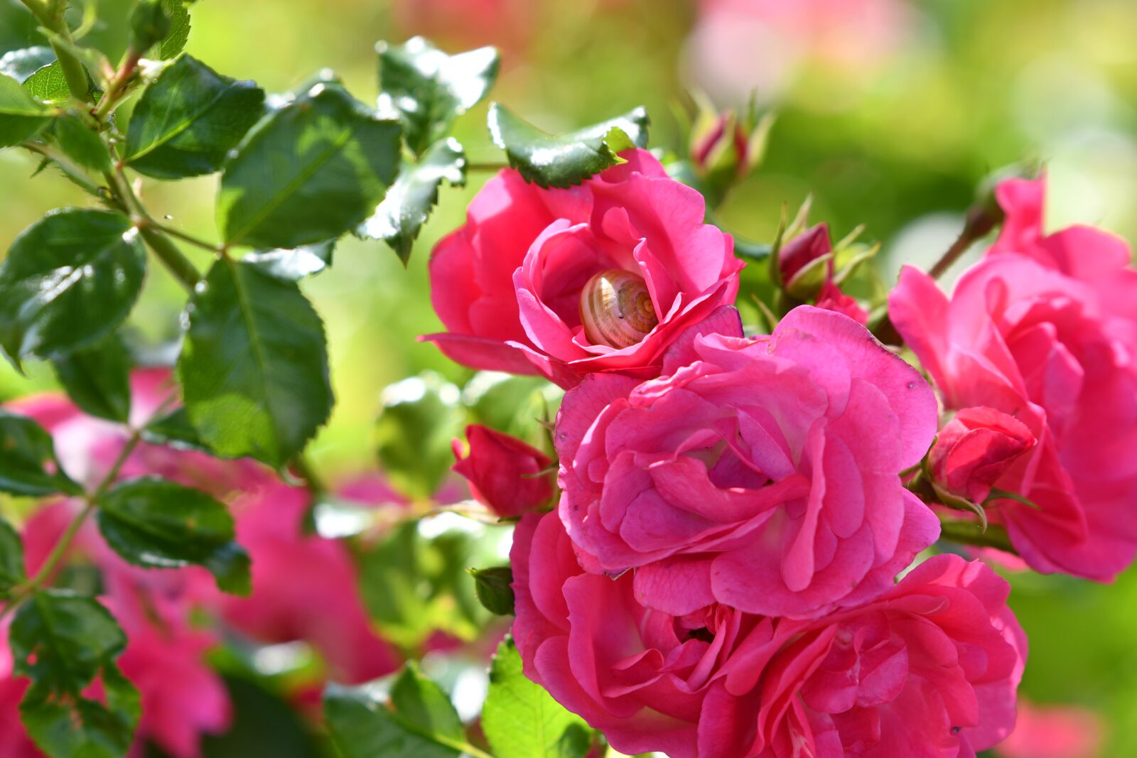 Nikon D500 sample photo. Snail, nature, flower photography