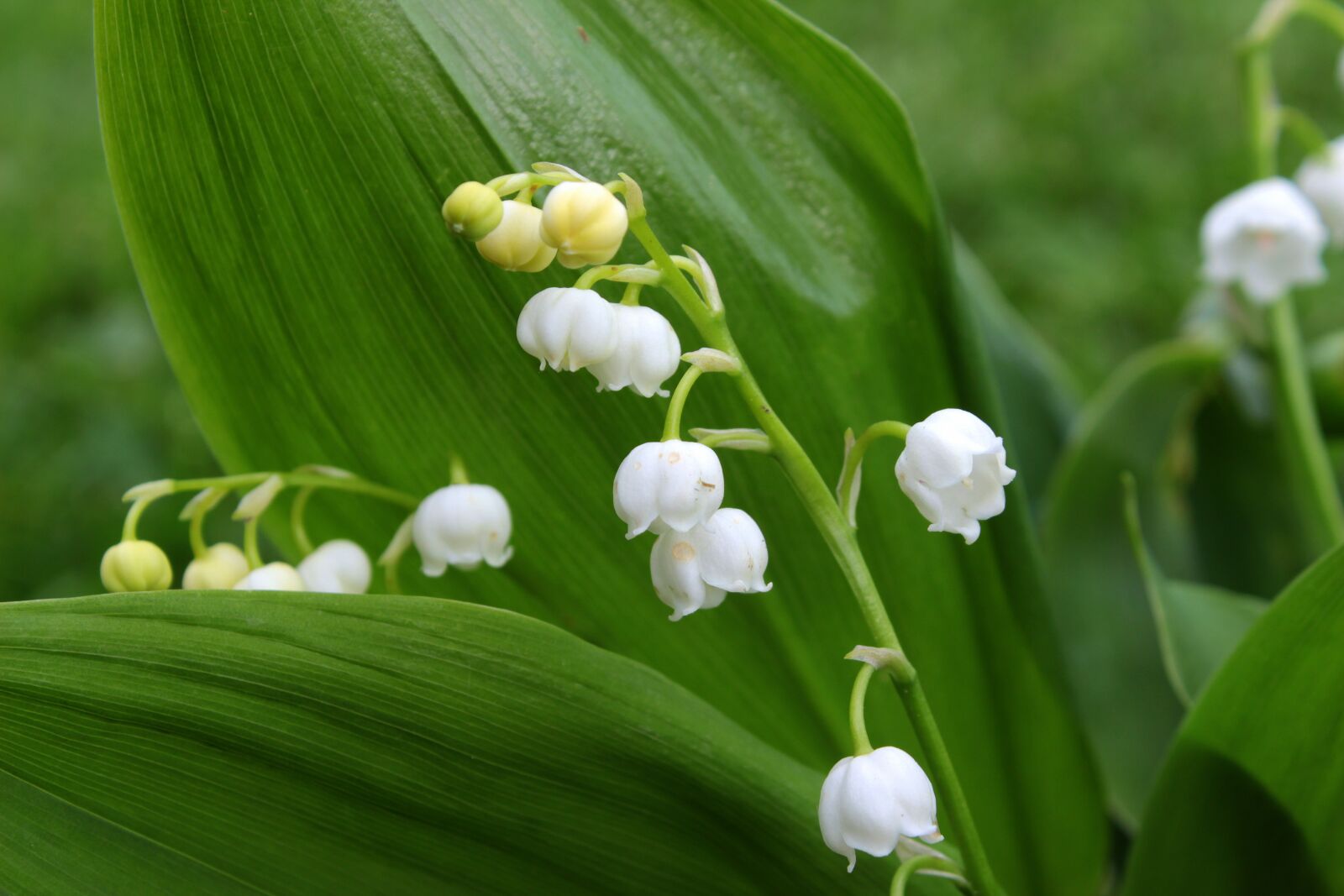 Canon EOS 650D (EOS Rebel T4i / EOS Kiss X6i) sample photo. Lily of the valley photography