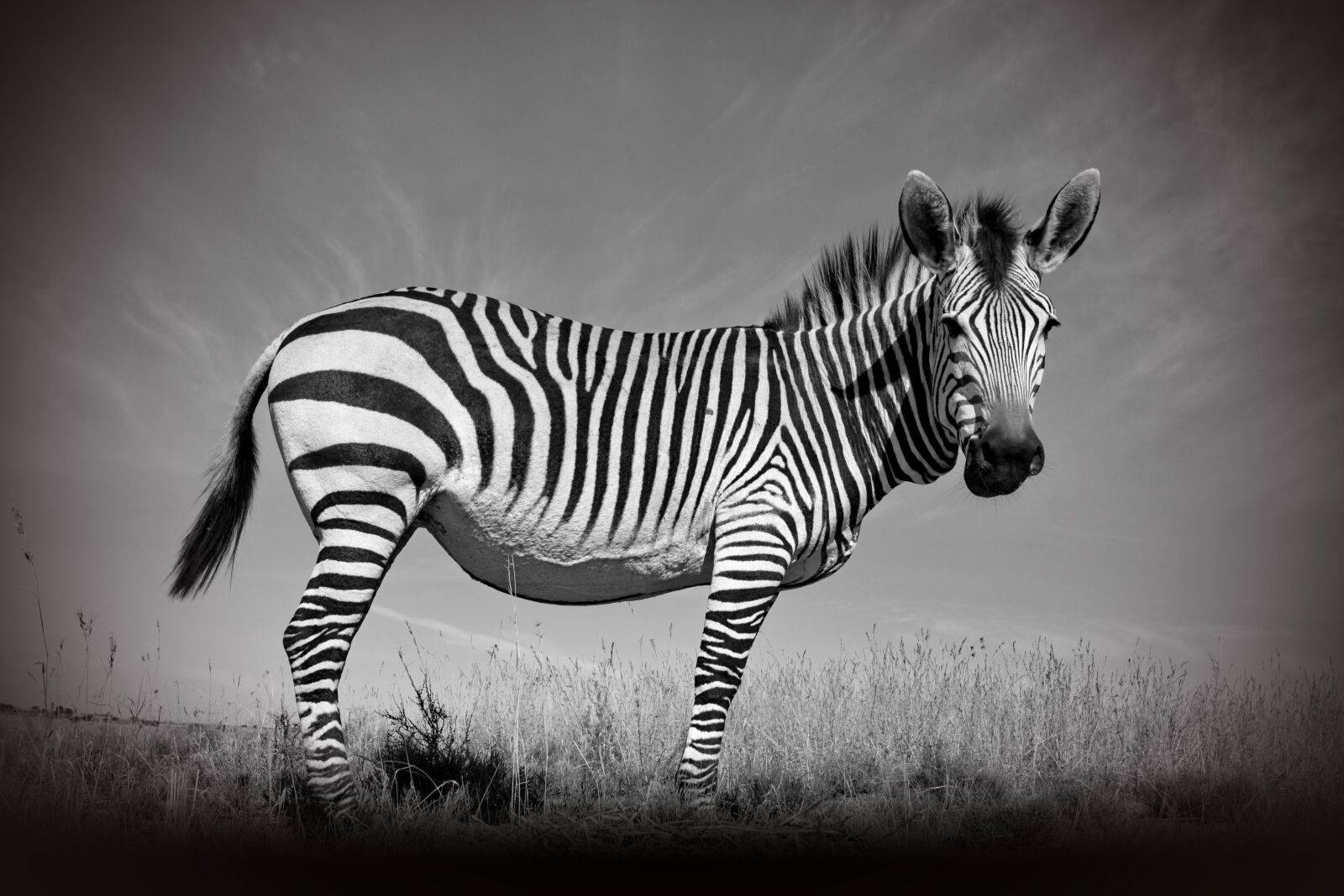 Canon EOS 5D Mark II sample photo. Hartmann's, mountain zebra, zebra photography
