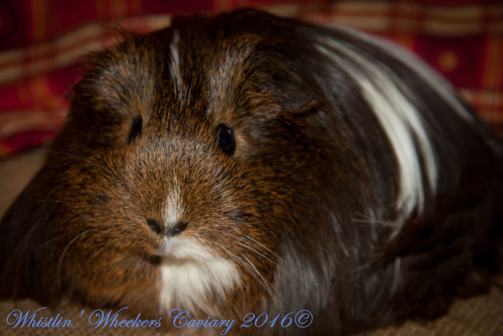 Canon EOS 50D + Canon EF-S 18-135mm F3.5-5.6 IS sample photo. Cavy, guinea, pig, silkie photography