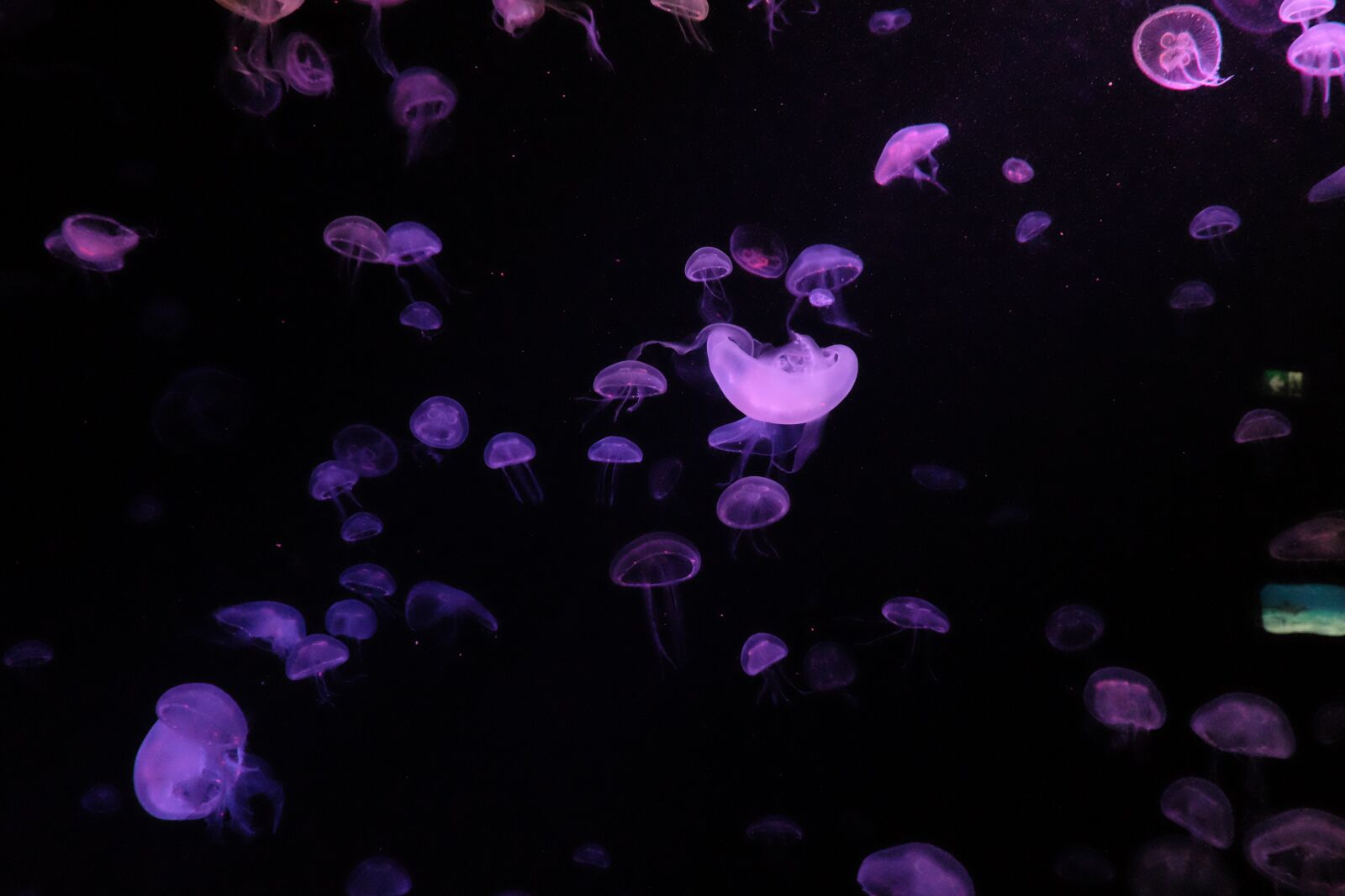 Fujifilm X-M1 sample photo. Purple, beach, water photography