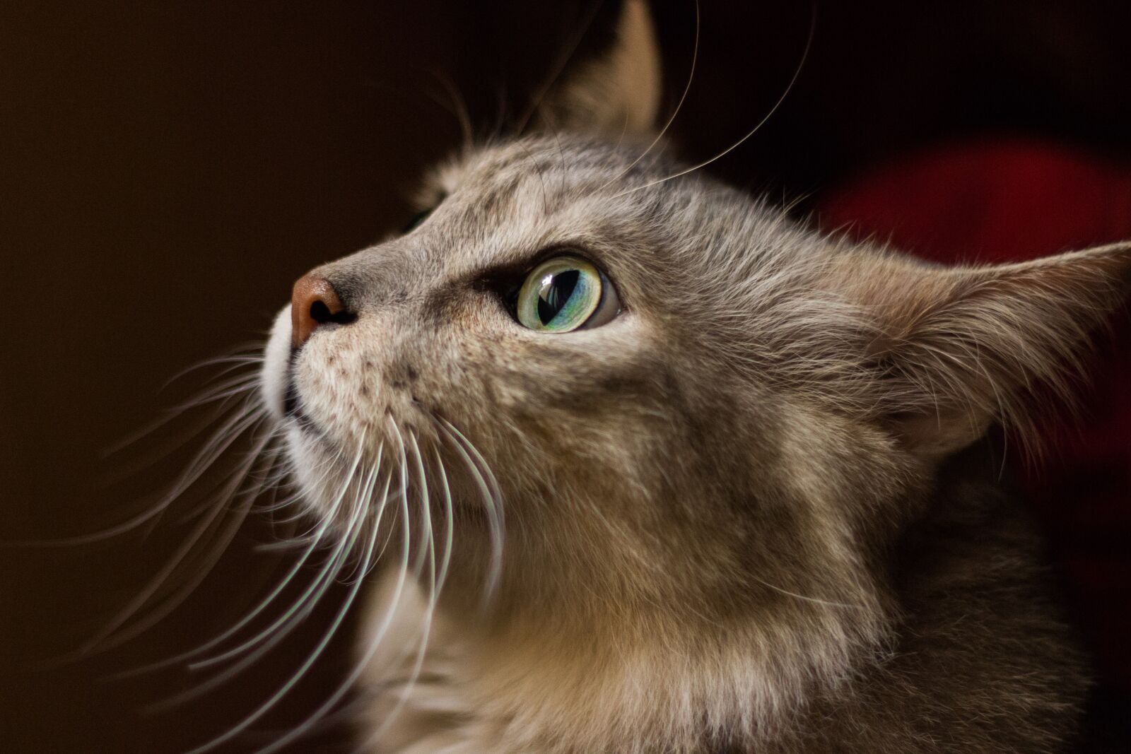 Canon EOS 600D (Rebel EOS T3i / EOS Kiss X5) + Canon EF 50mm F1.8 II sample photo. Whiskers, pet, cat photography