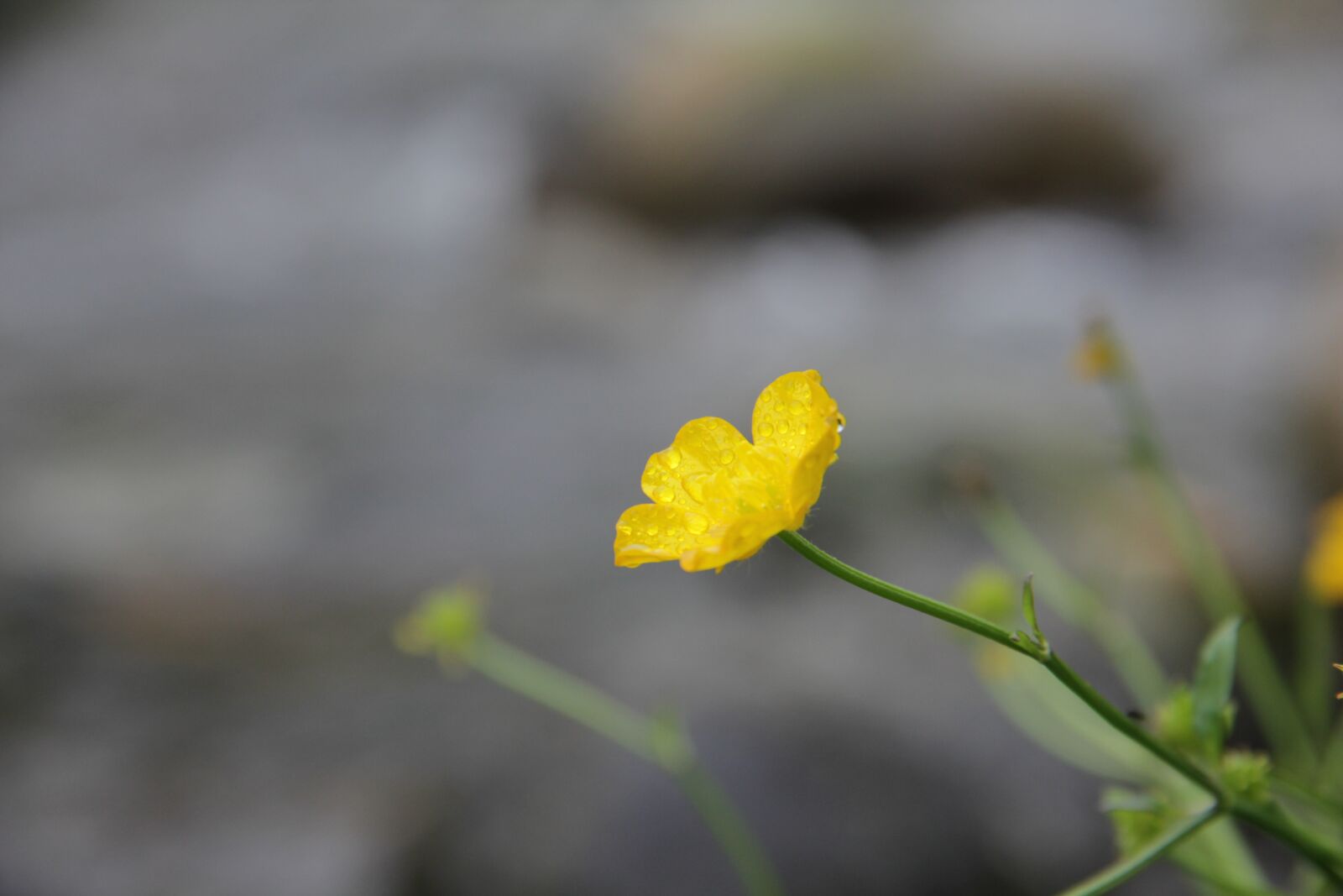 Canon EOS 60D sample photo. Buttercup, stream, water photography