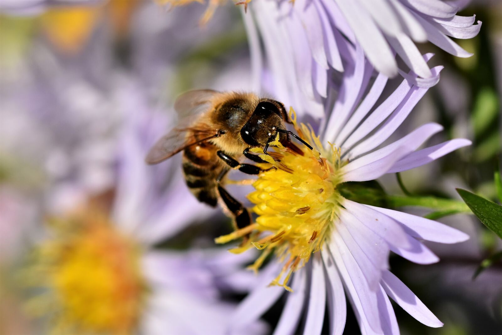 Nikon D7200 sample photo. Bee, honey bee, insect photography