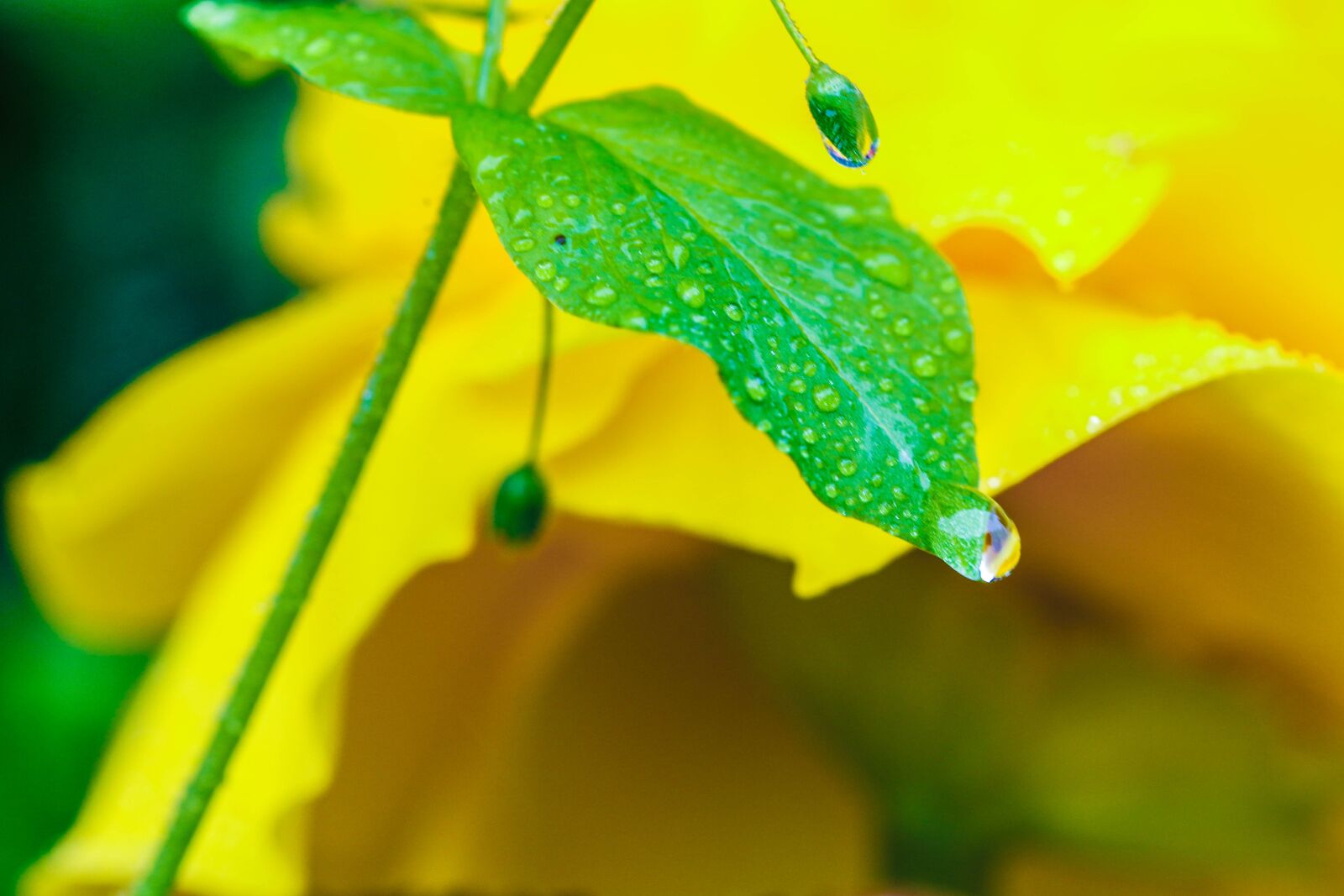 Canon EOS 7D Mark II sample photo. Plant, water drop, garden photography