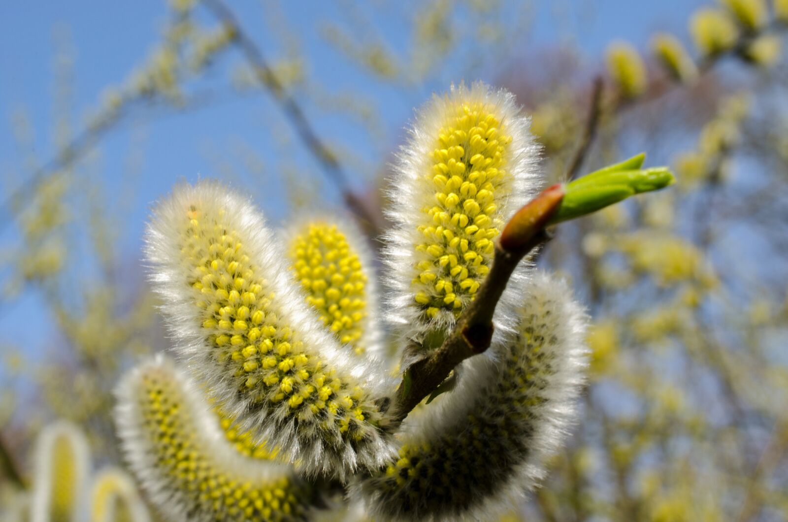 Nikon D5100 sample photo. Willow catkin, spring, summer photography
