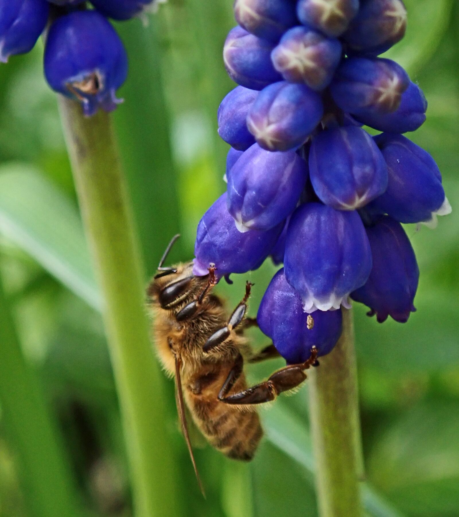 Olympus TG-5 sample photo. Bee, insect, pollen photography