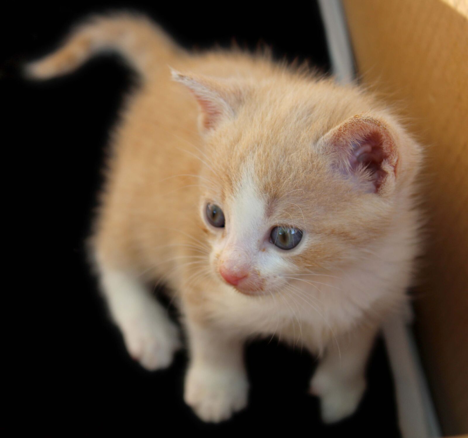 Canon EOS 1300D (EOS Rebel T6 / EOS Kiss X80) sample photo. Kittens, care, small photography