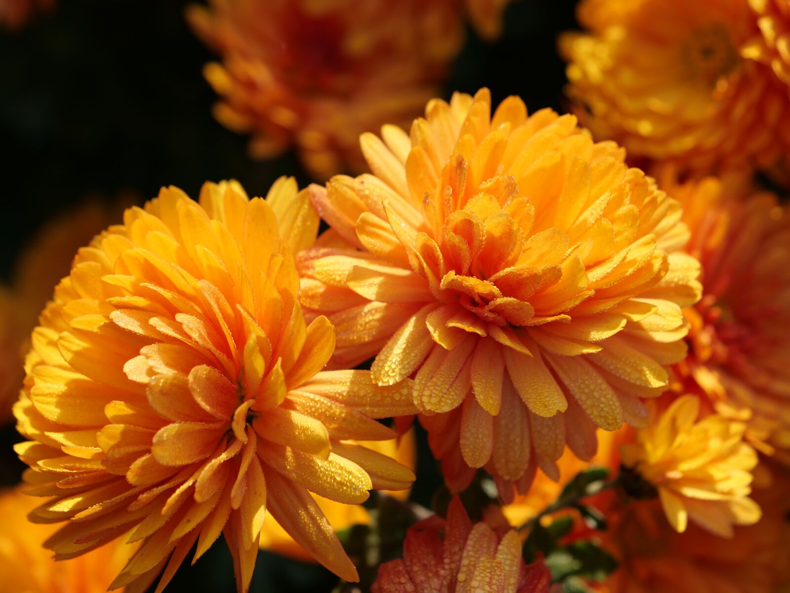 Panasonic Lumix DC-G9 sample photo. Chrysanthemum, blossom, bloom photography
