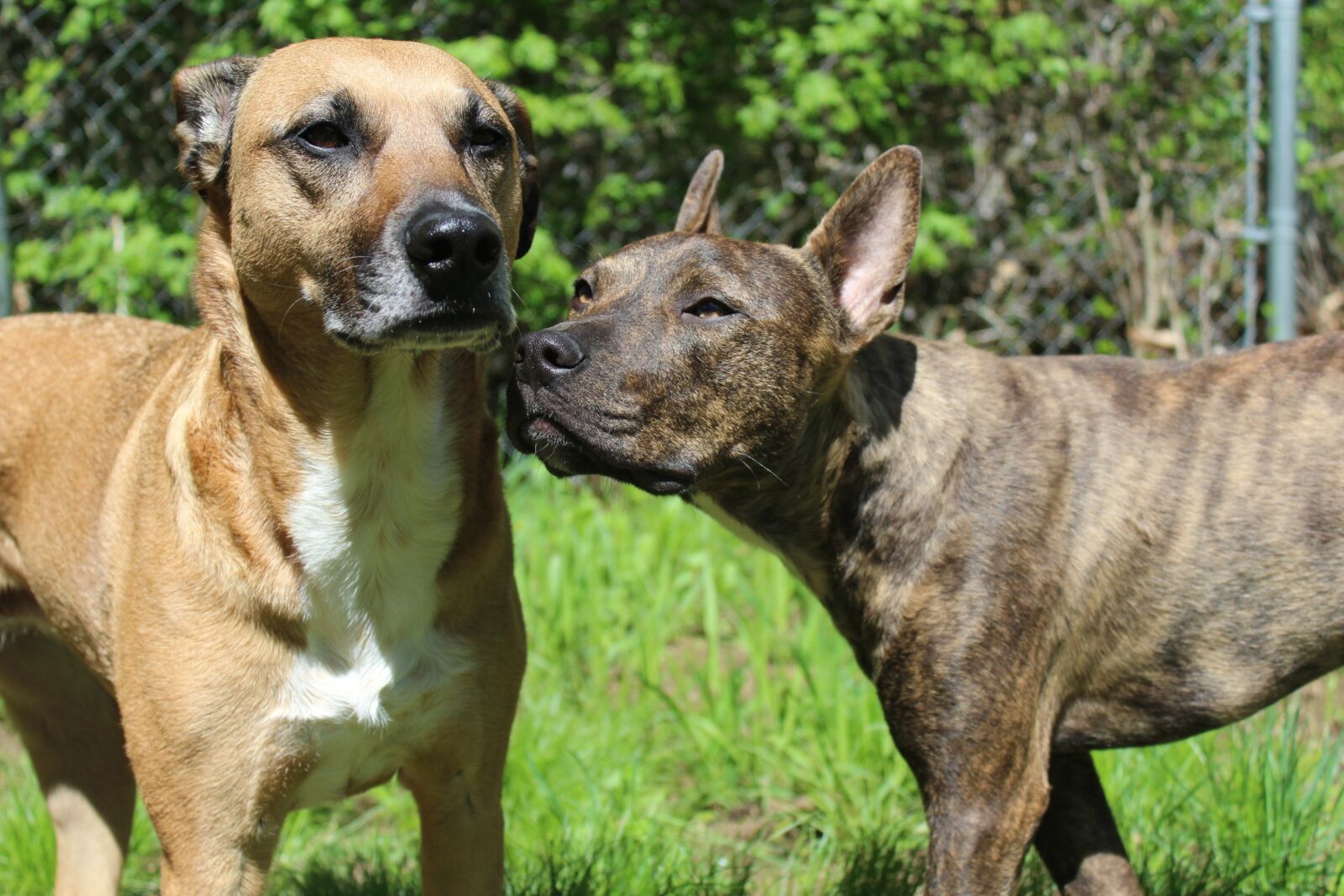 Canon EOS 1200D (EOS Rebel T5 / EOS Kiss X70 / EOS Hi) sample photo. Rescue dogs, dogs, rescue photography
