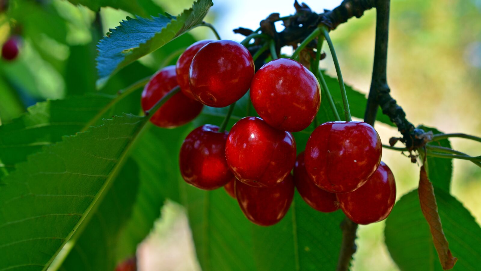 Nikon D5200 sample photo. Cherries, fruit, sweet cherries photography