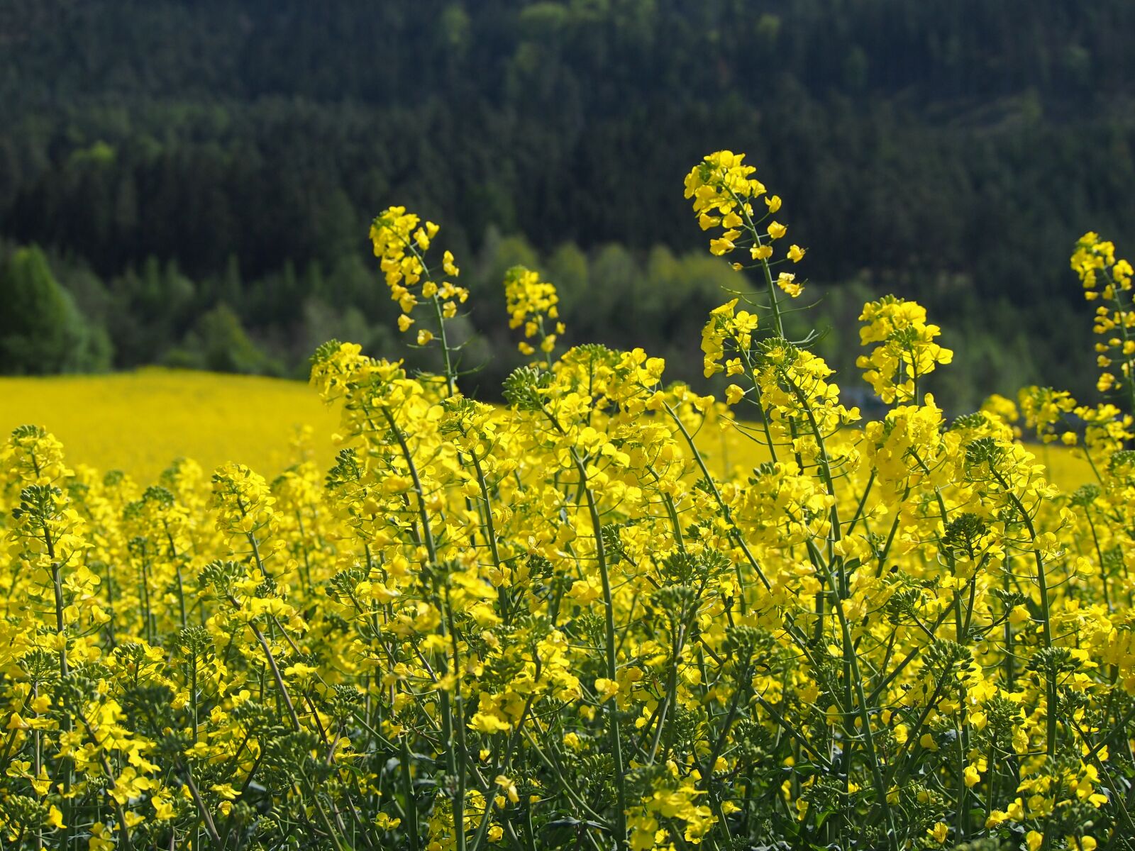 Olympus PEN E-PL3 sample photo. Yellow, oilseed rape, blossom photography