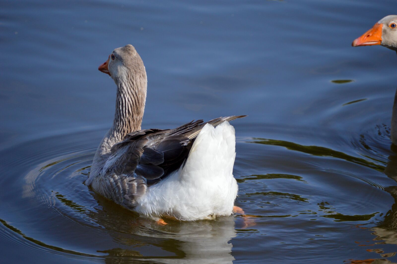 Nikon D3200 sample photo. Duck, ducks, animal photography