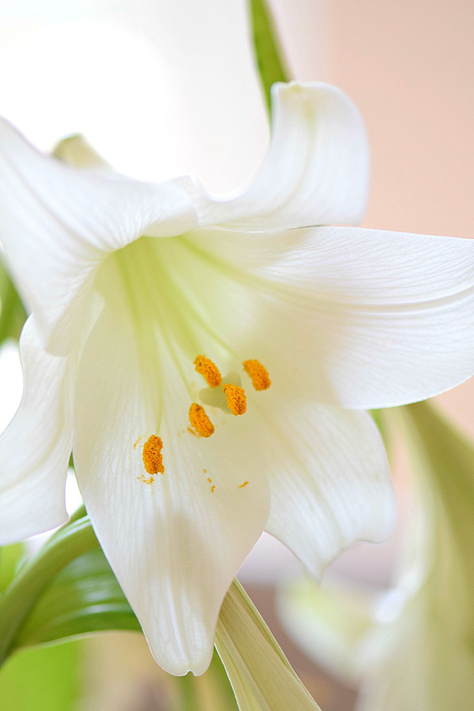 Nikon D5300 sample photo. Lily, white, flower photography