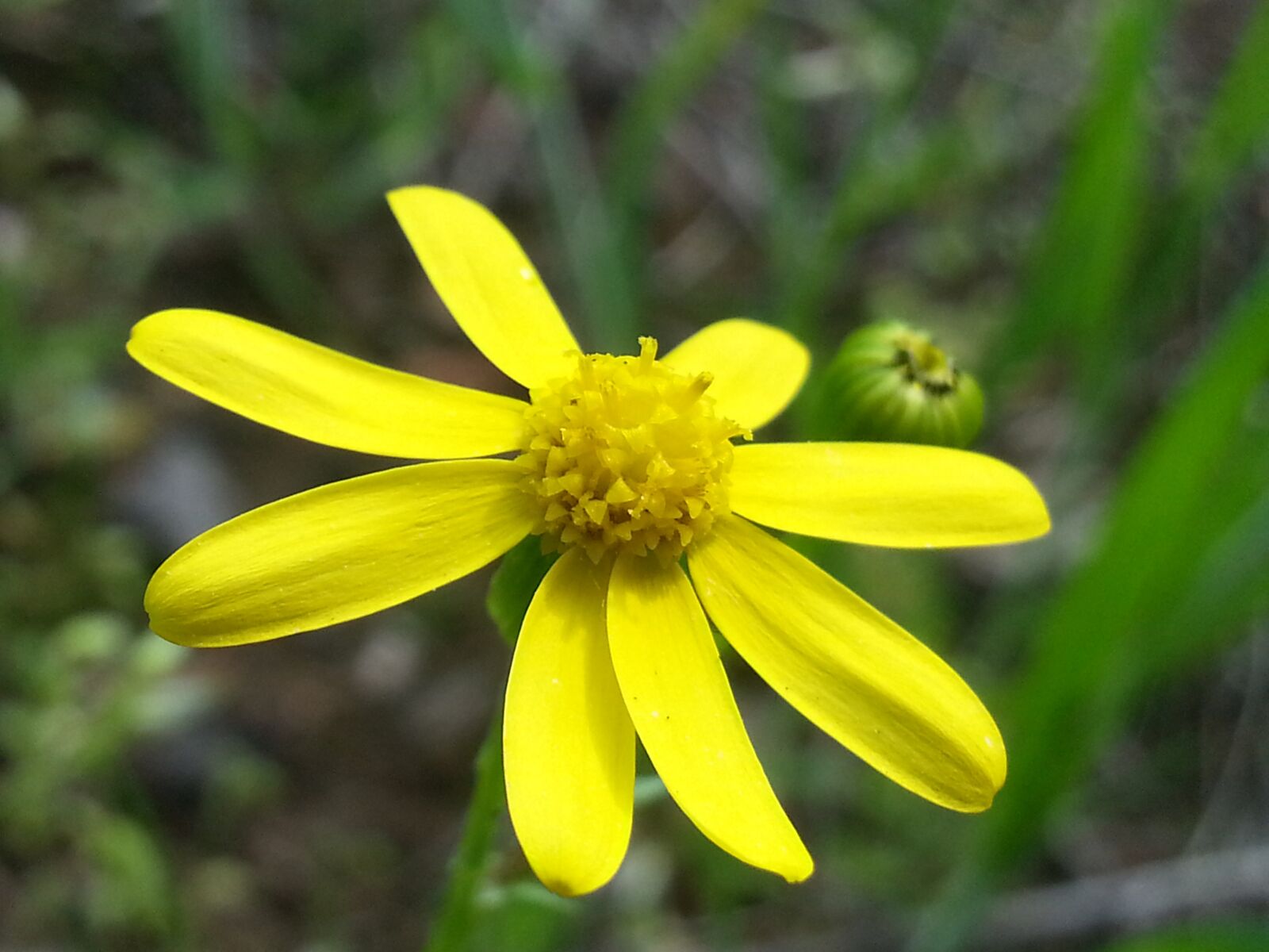 Samsung Galaxy S3 sample photo. Flower, nature, plant photography