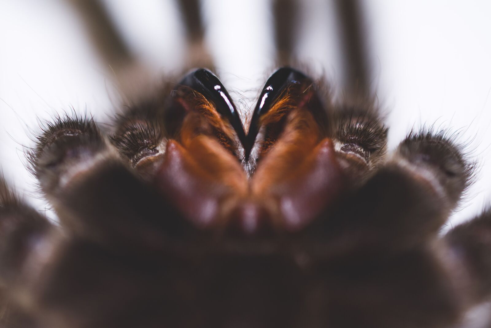 Nikon D7100 sample photo. Birdman, spider, helicyry photography