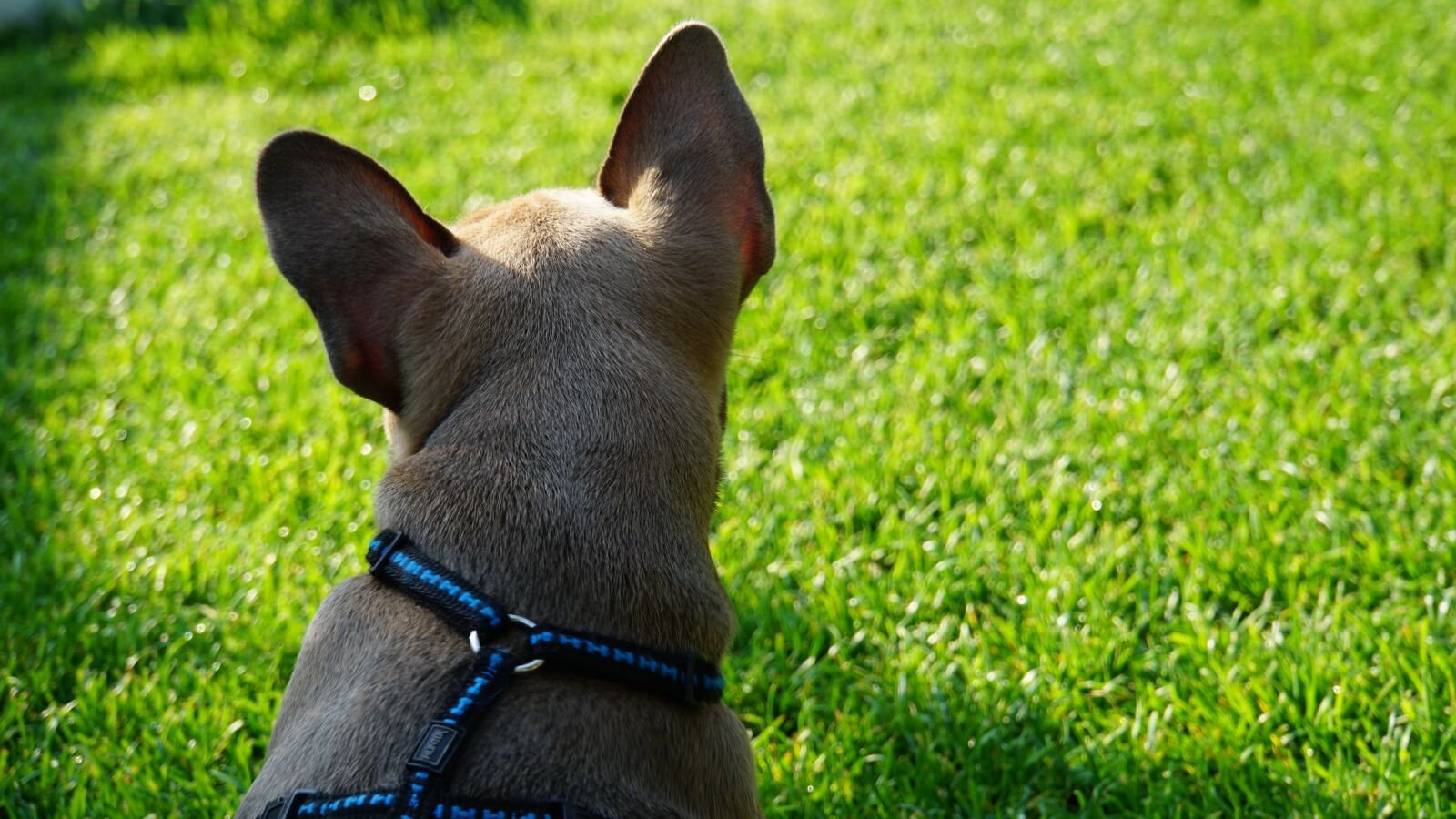 Sony E 18-200mm F3.5-6.3 OSS LE sample photo. French bulldog, puppy, from photography