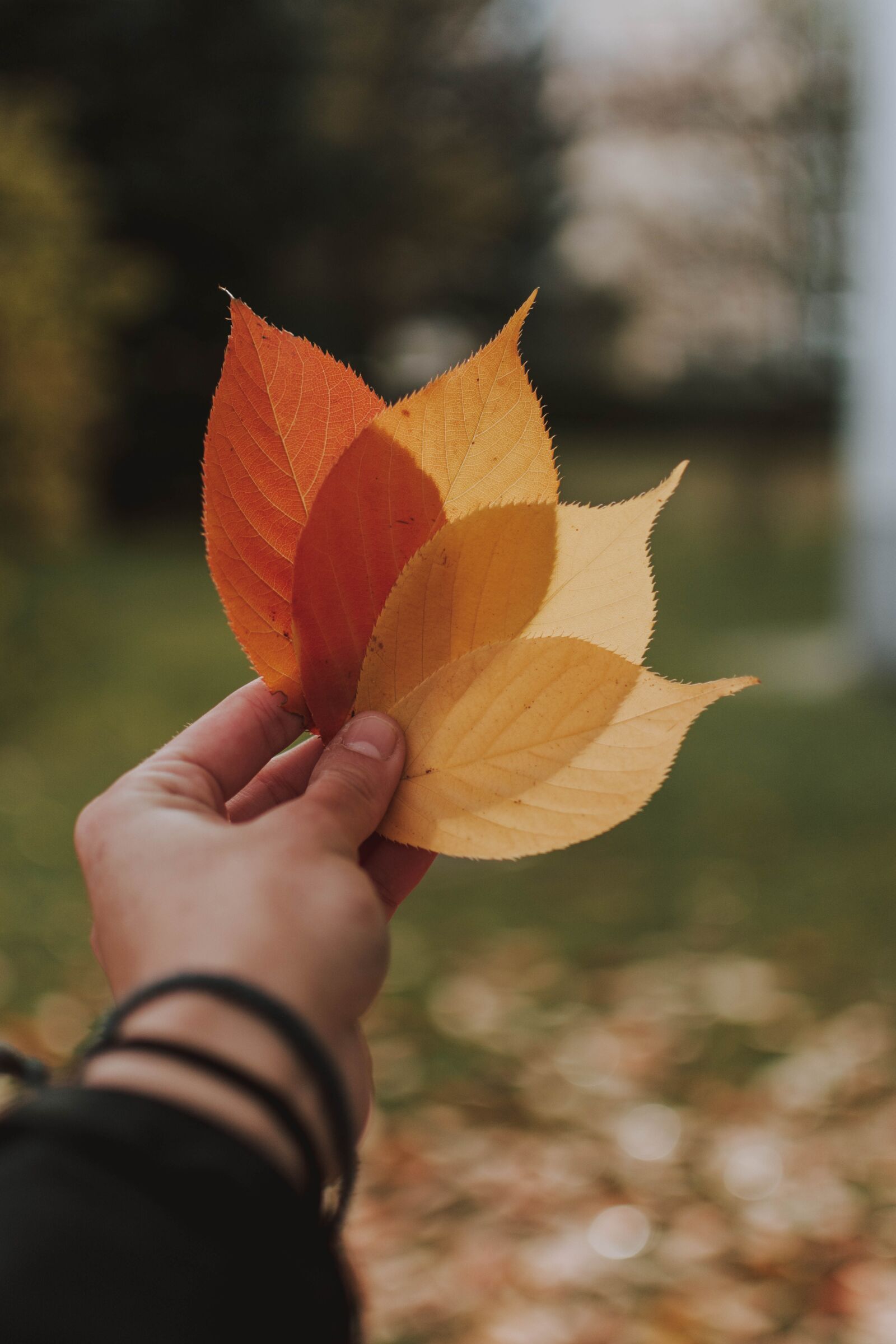 Nikon D5200 sample photo. Autumn, leaves, color photography