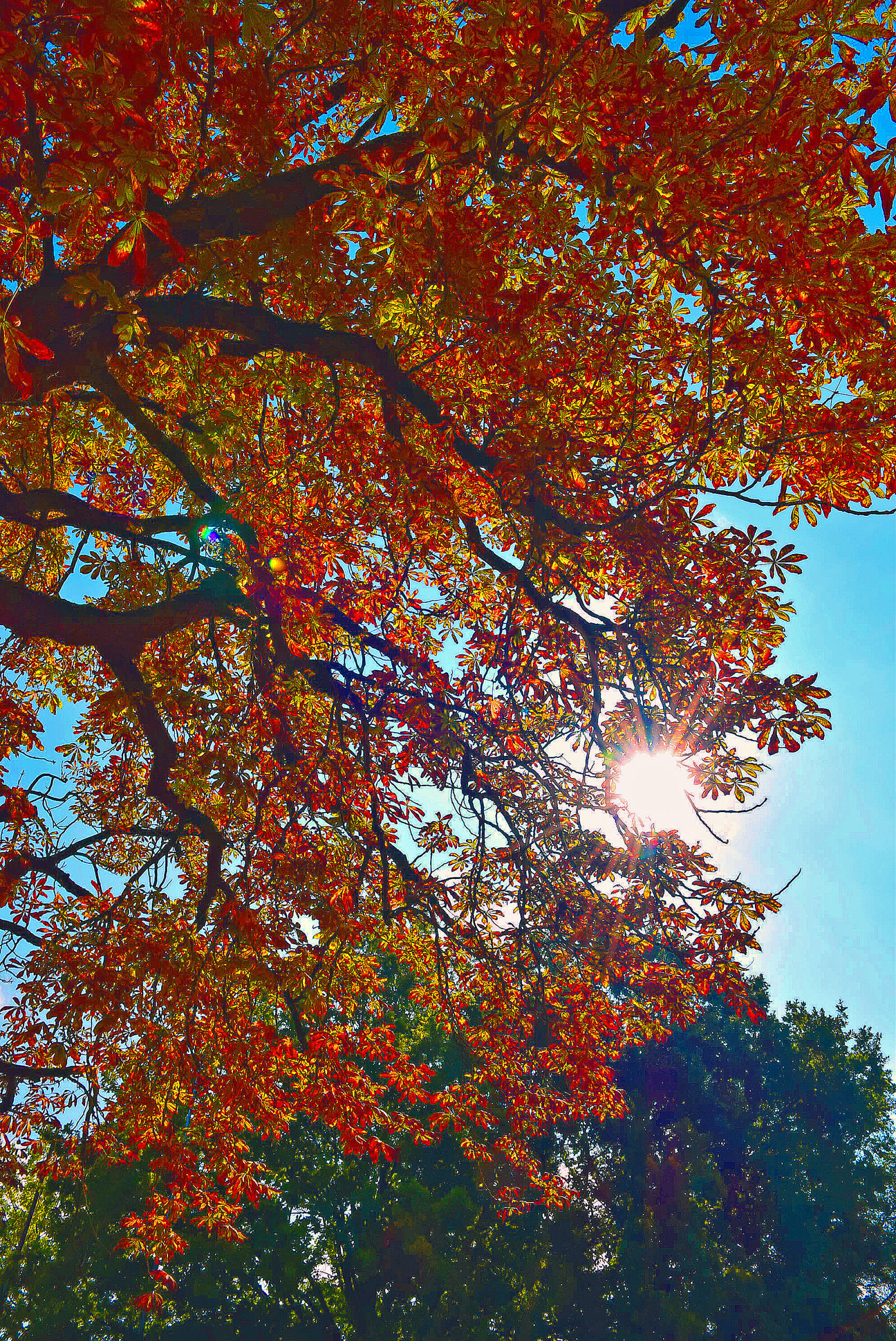 Nikon D5300 sample photo. Autumn, autumn, leaves, colors photography