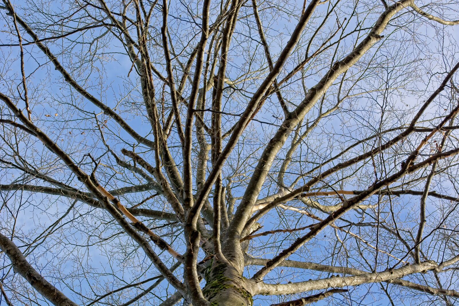 Sigma 105mm F2.8 EX DG OS HSM sample photo. Aesthetic, tree, branches photography