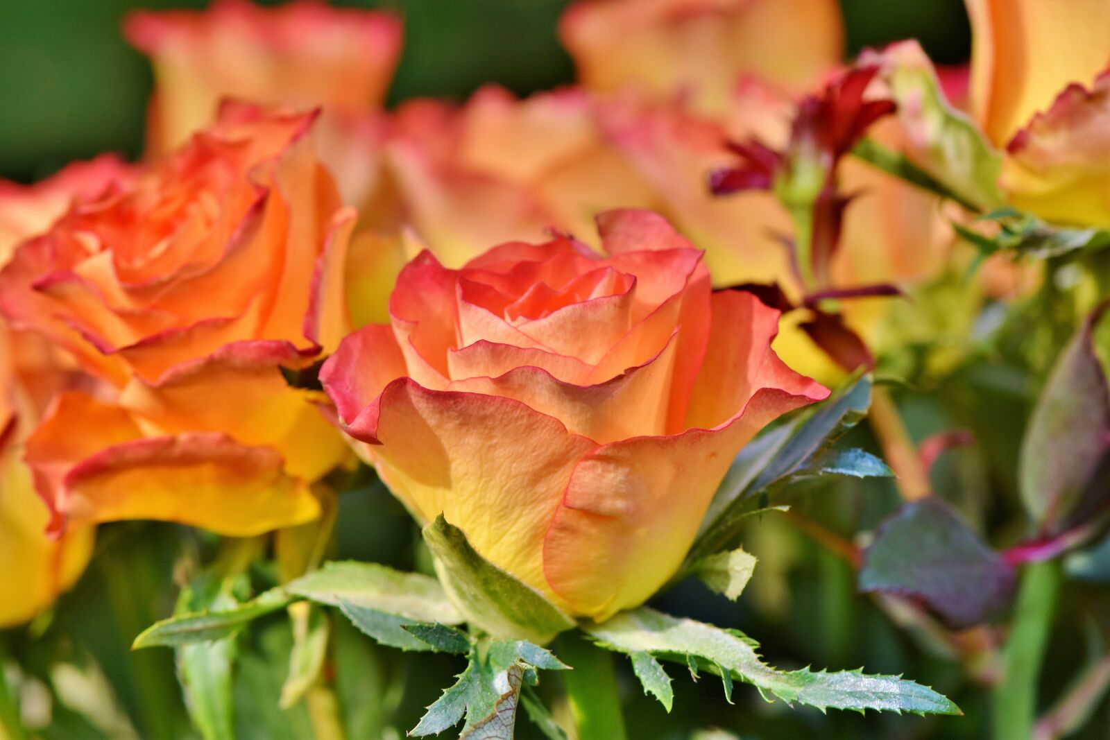 Nikon D7200 sample photo. Rose, rose bloom, floribunda photography