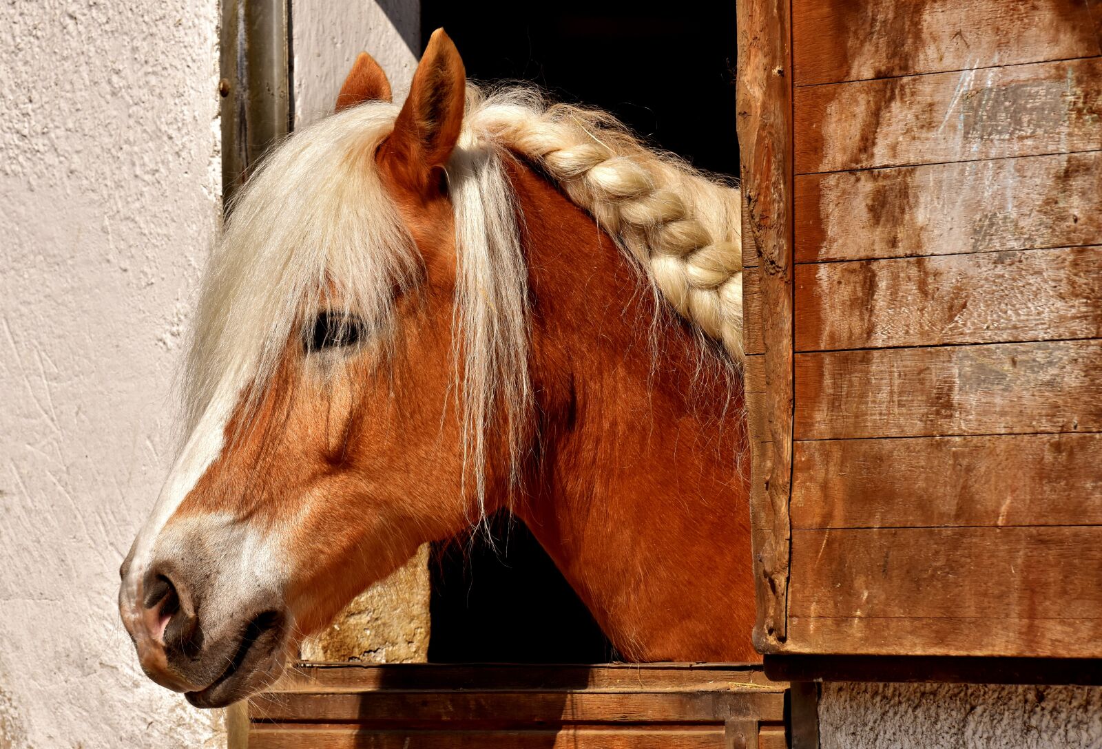 Nikon D7200 sample photo. Horse, horse stable, animal photography