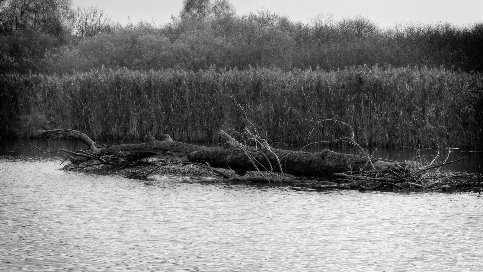 Sigma 105mm F2.8 EX DG OS HSM sample photo. Tree, reed, water photography