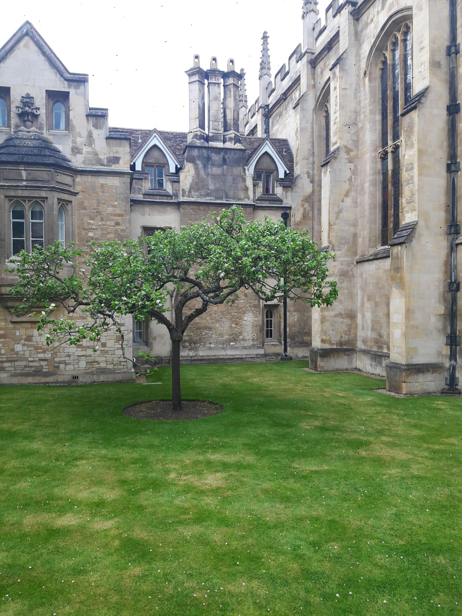 Samsung Galaxy A8 sample photo. Cambridge, newton, apple tree photography