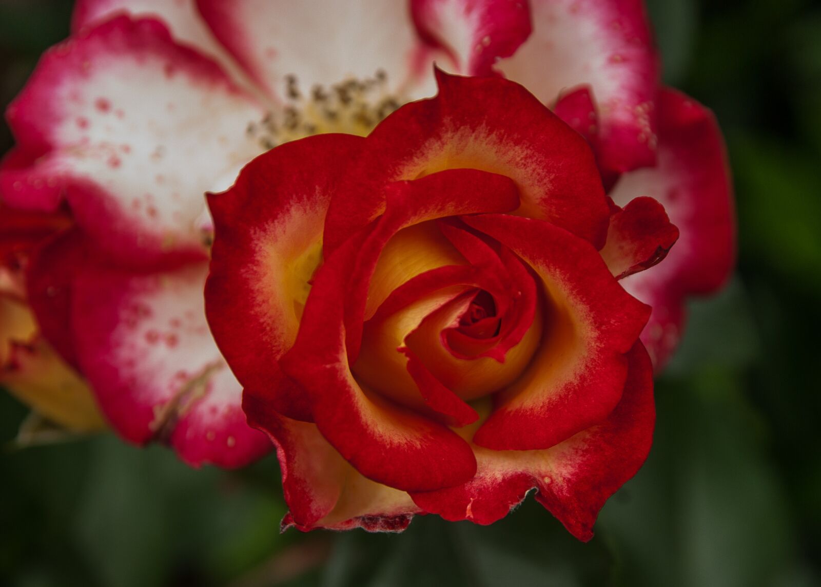 Pentax K10D sample photo. Flower, pink, rosebush photography