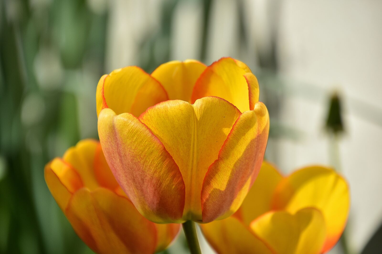 Nikon D7200 sample photo. Tulip, flower, nature photography