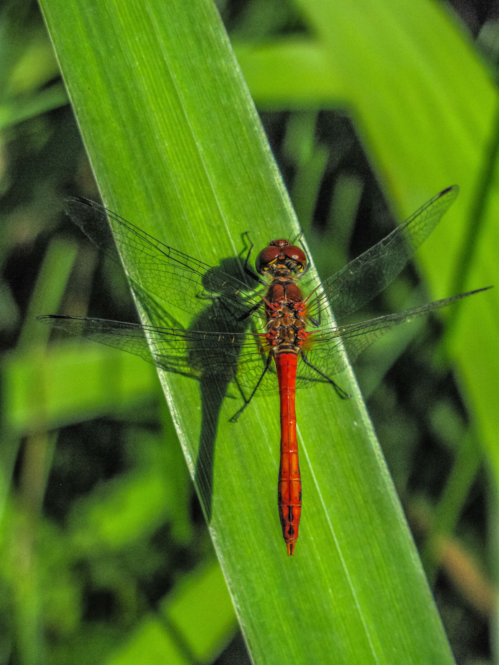 Canon PowerShot G10 sample photo. Red, green, macro, dragonfly photography