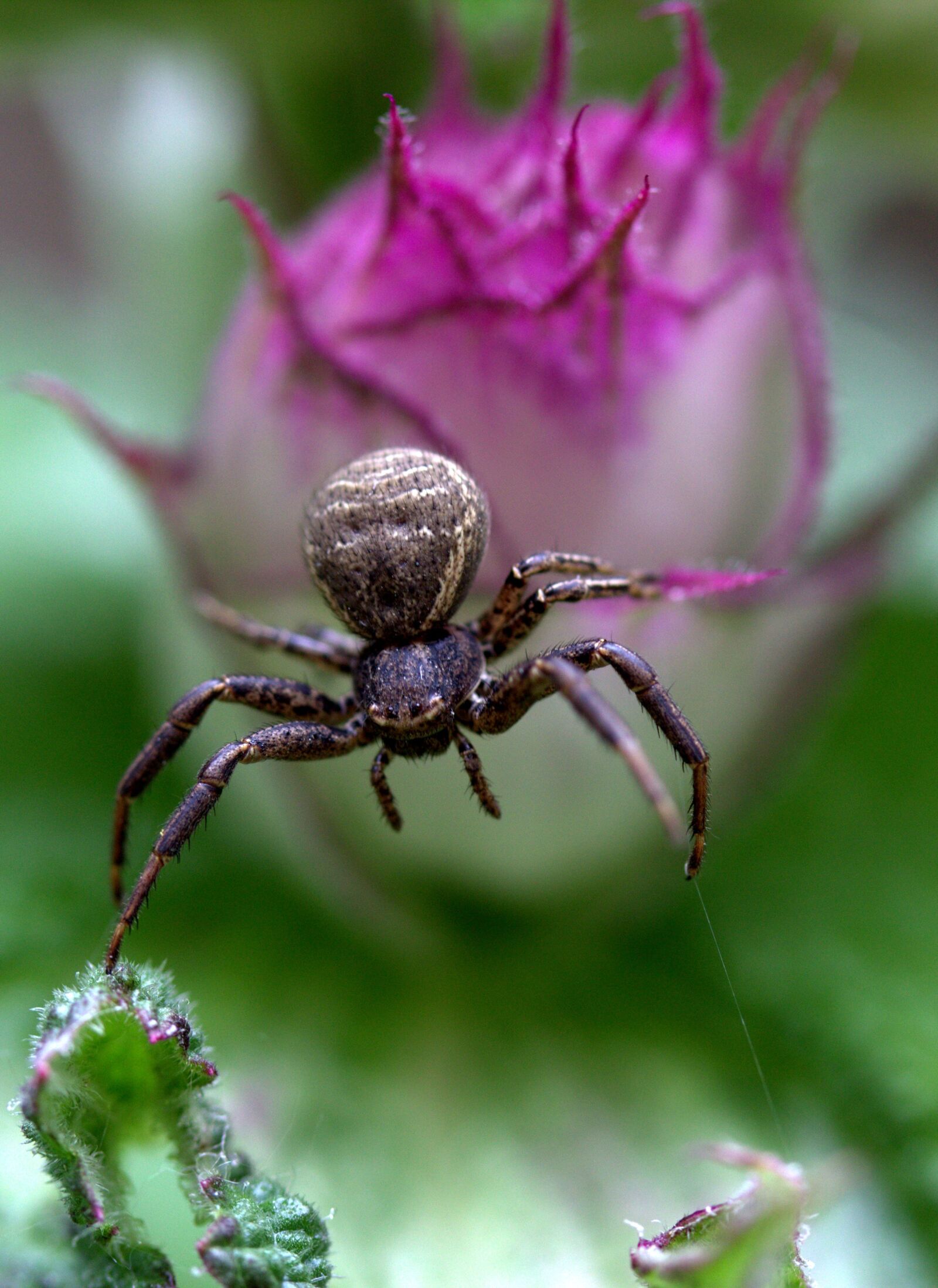 Canon EF-S 60mm F2.8 Macro USM sample photo. Spider, black, flower photography