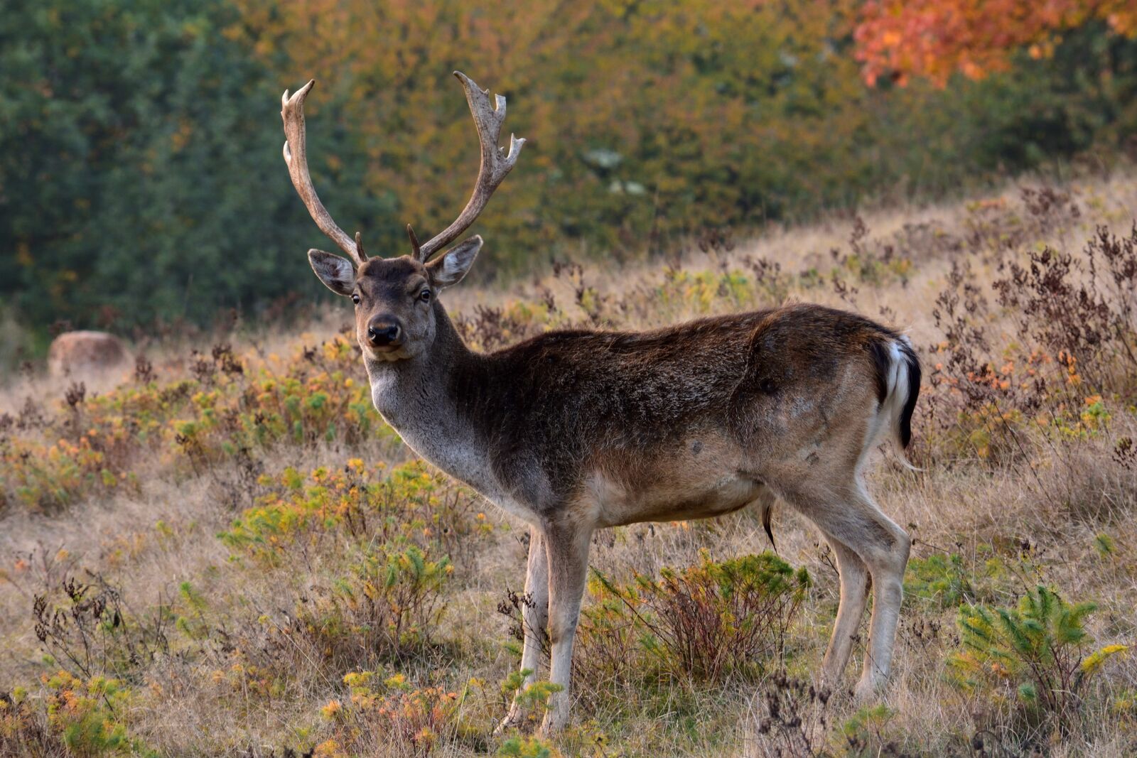 Nikon D7200 sample photo. Fallow deer, antler, schwarzerdamhirsch photography