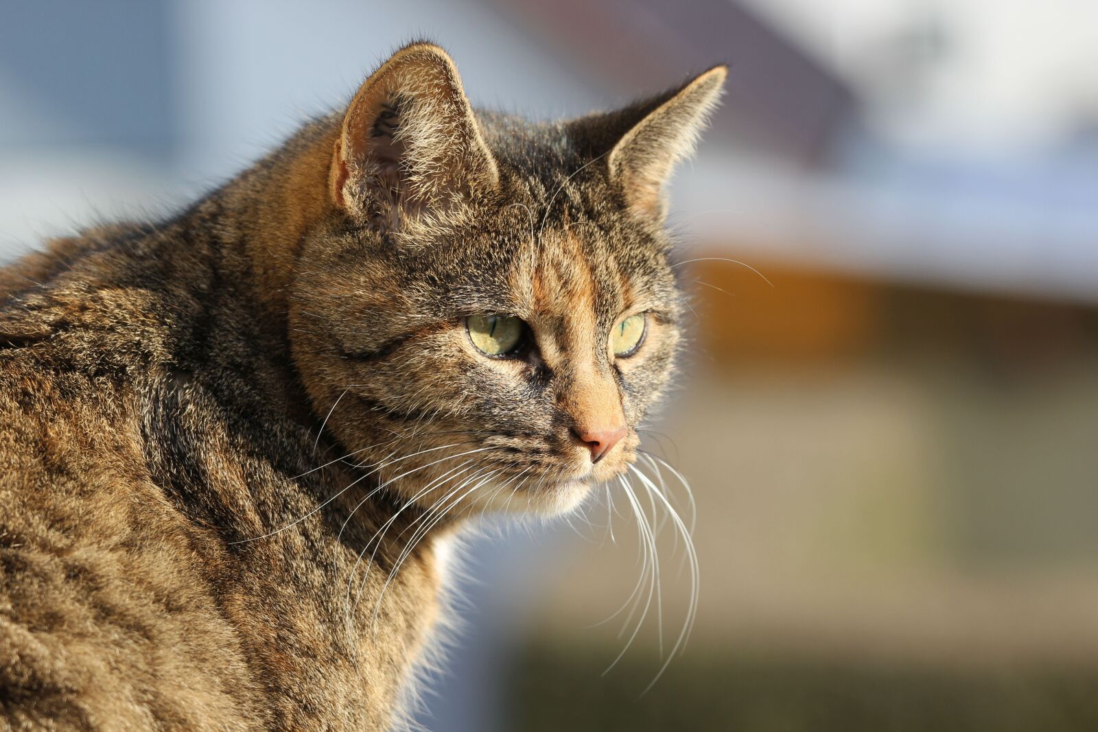 Canon EOS 60D sample photo. Cat, domestic cat, animals photography