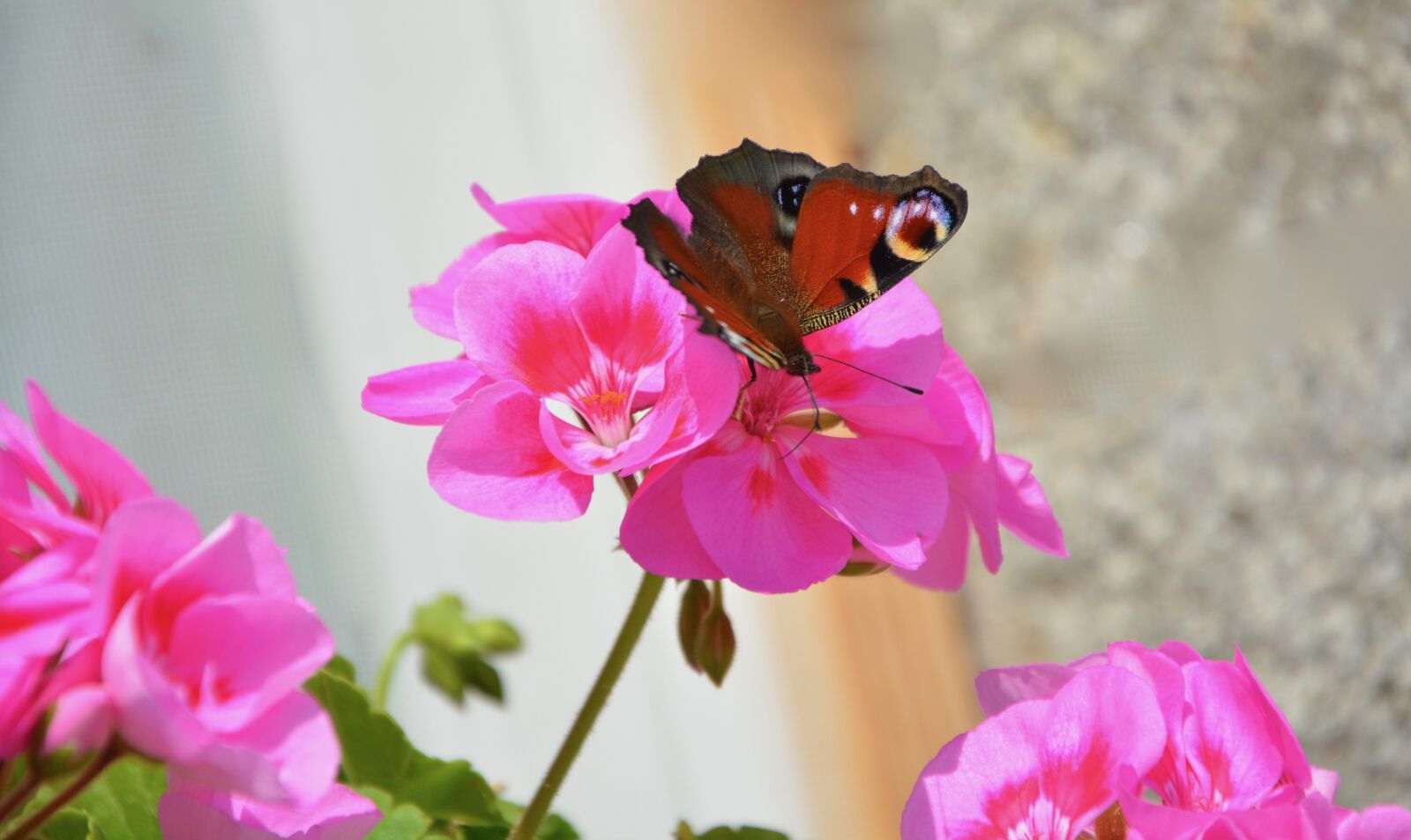 Nikon D5200 sample photo. Butterfly, ask, forage photography