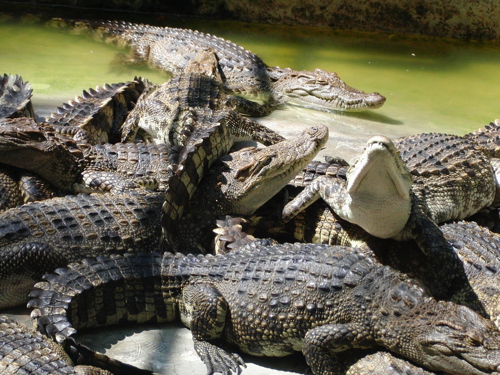 CASIO EX-FC100 sample photo. Crocodiles, crocodile farm, summer photography