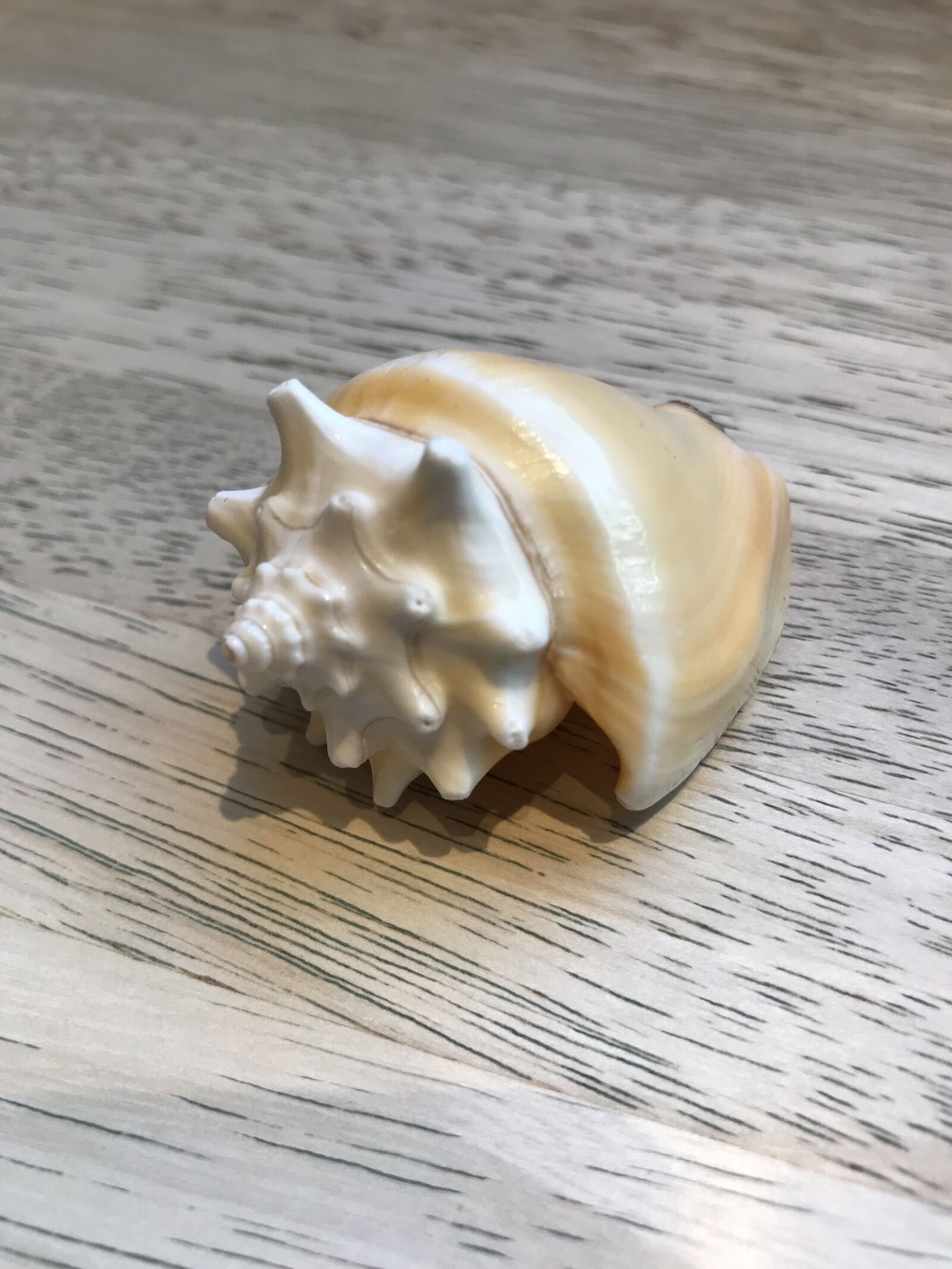 Apple iPhone 7 sample photo. Natural, shell, beach photography