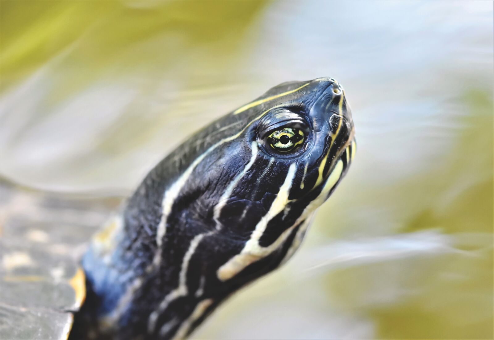 Nikon D7200 sample photo. Turtle, water turtle, reptile photography