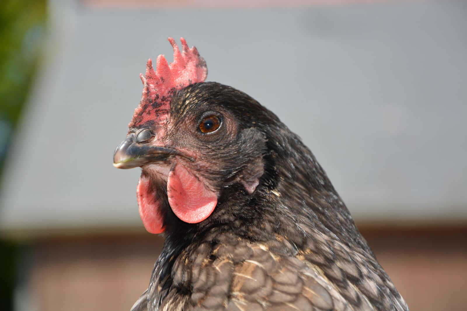 Nikon D5200 sample photo. Hen ashy, laying hen photography