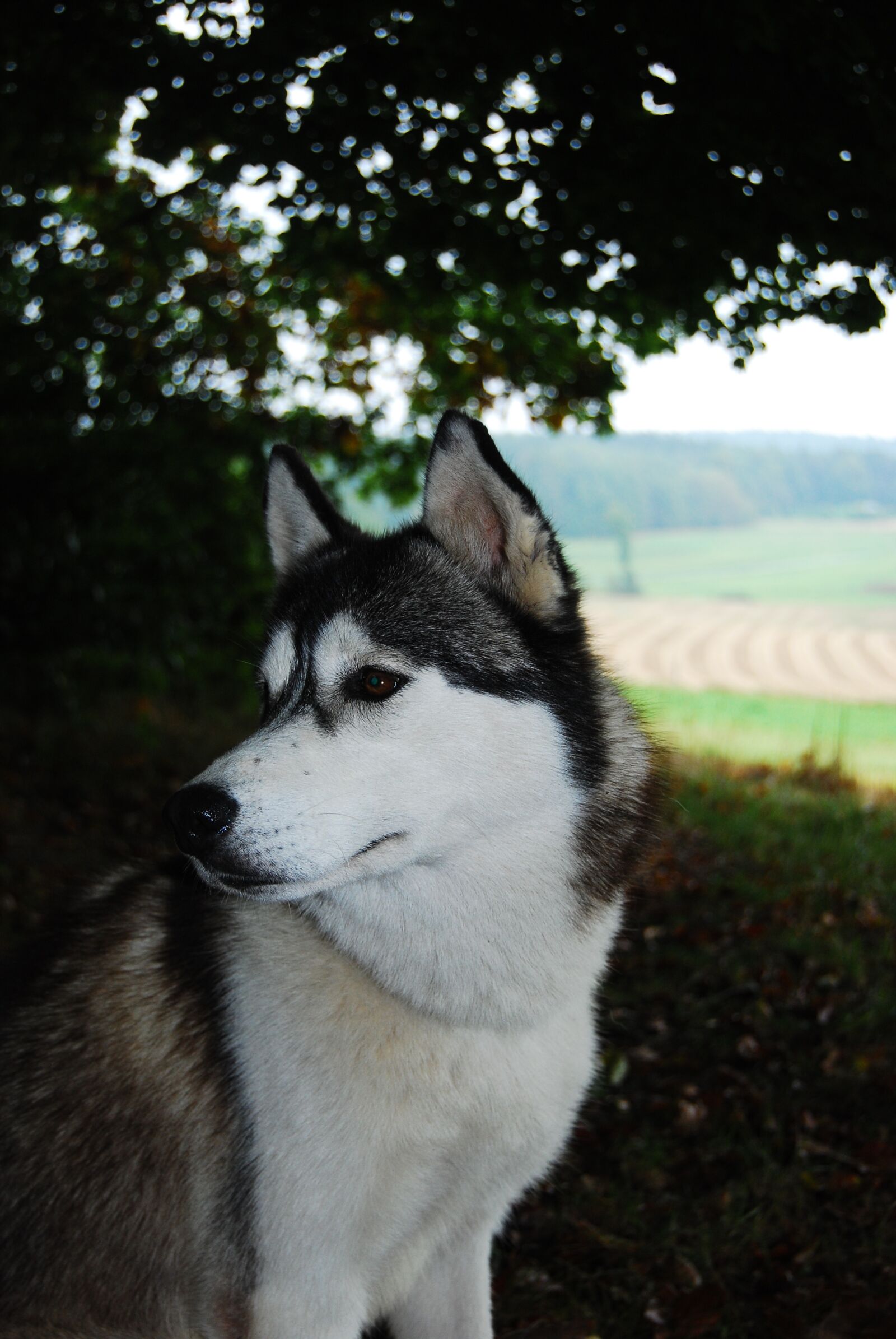 Nikon D40X sample photo. Husky, dog, nature photography