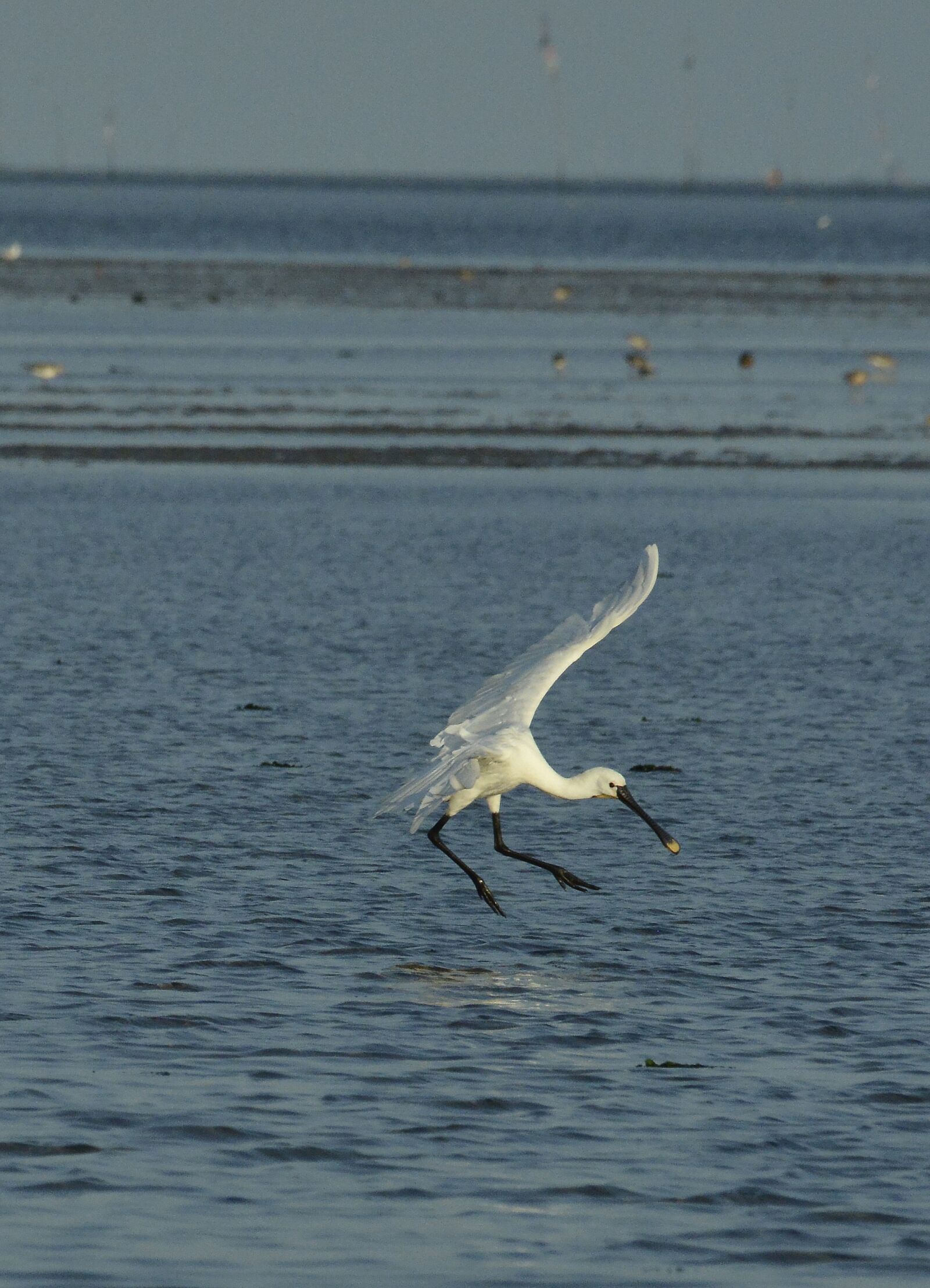 Nikon D800 sample photo. Spoonbill, animal, during the photography